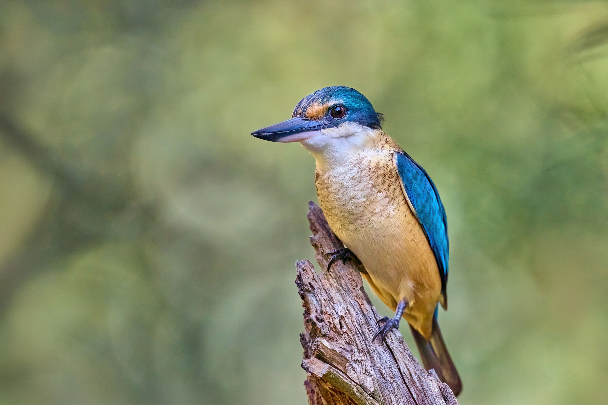 Curious Sacred Kingfisher