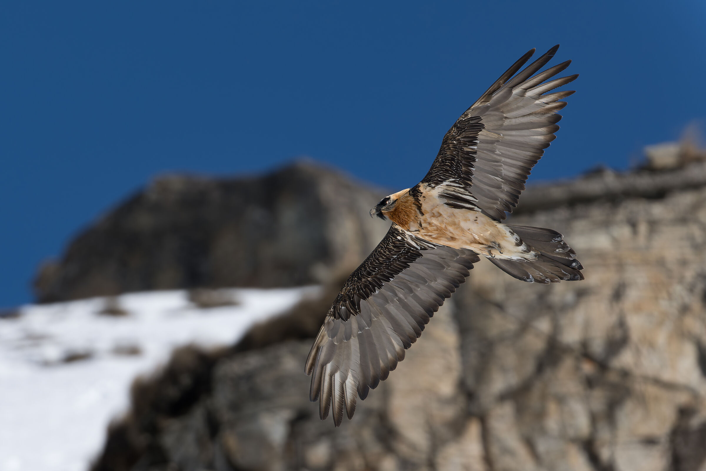 Gypaetus Barbatus - Gran Paradiso National Park