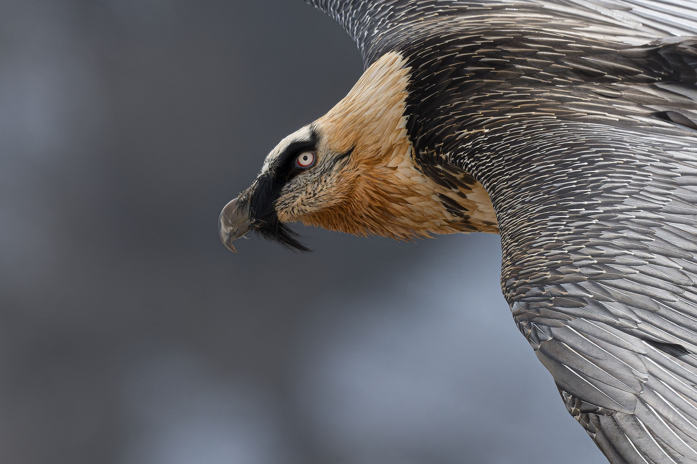 Gypaetus Barbatus - Gran Paradiso National Park