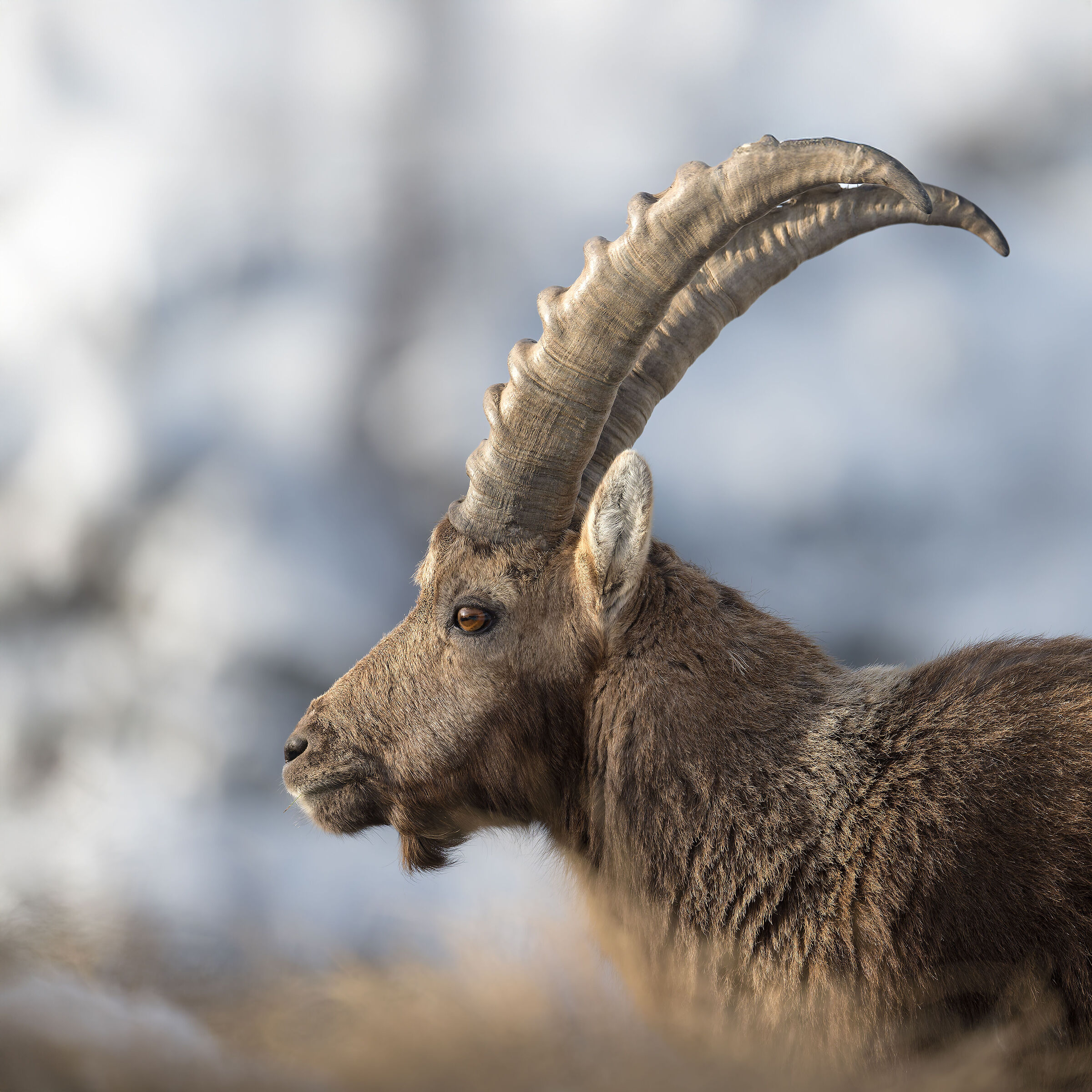 Ibex - Gran Paradiso National Park - Piedmont