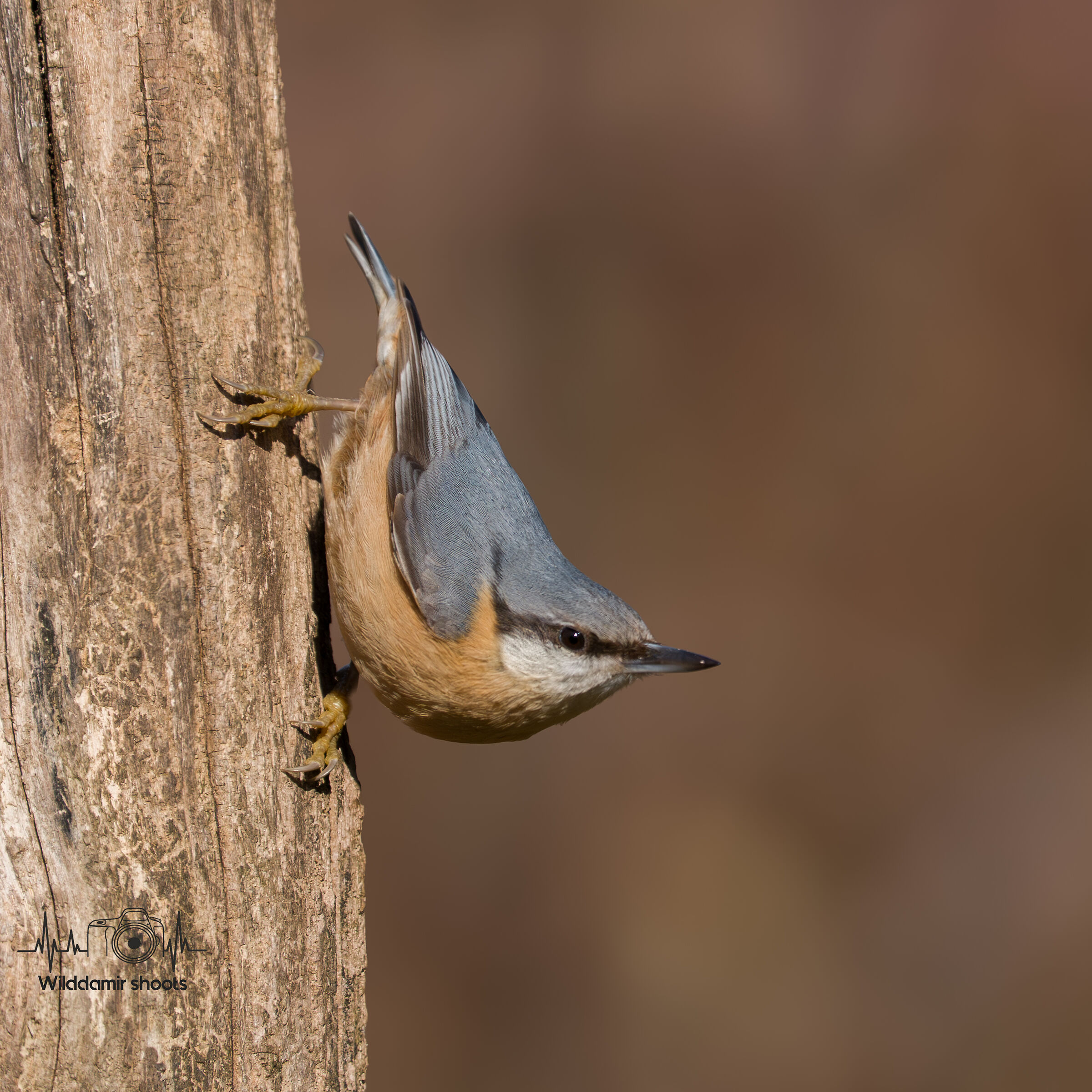 Nuthatch