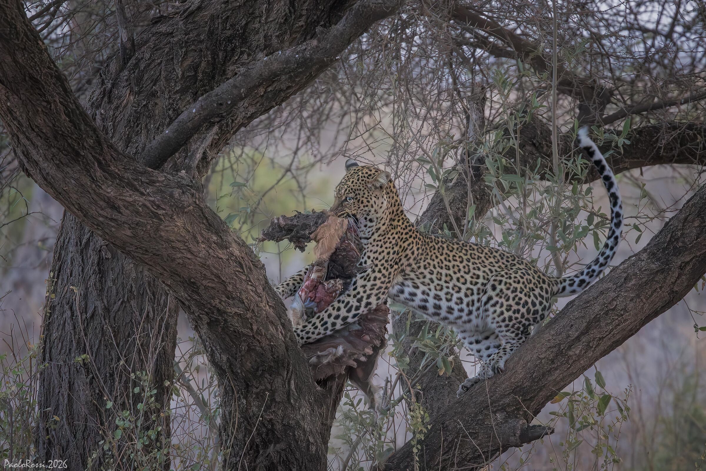 Leopard with prey