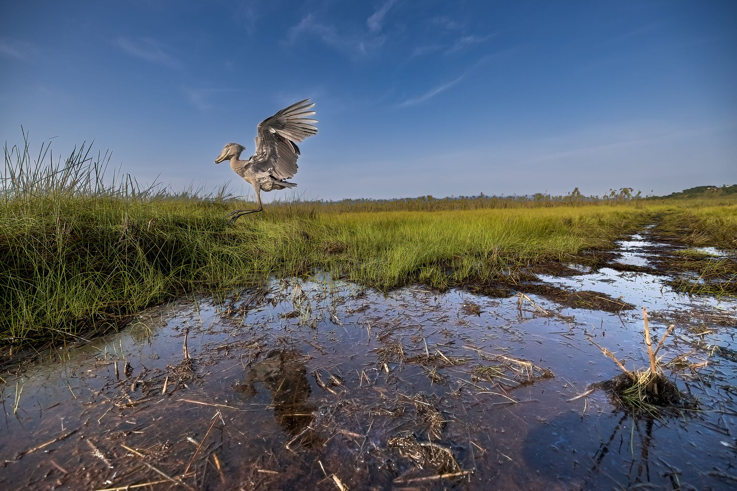 Flying Shoebill