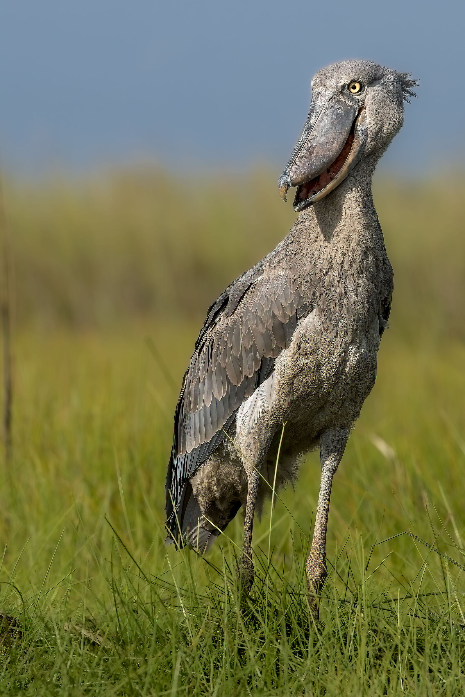 Becco a scarpa (Balaeniceps rex)