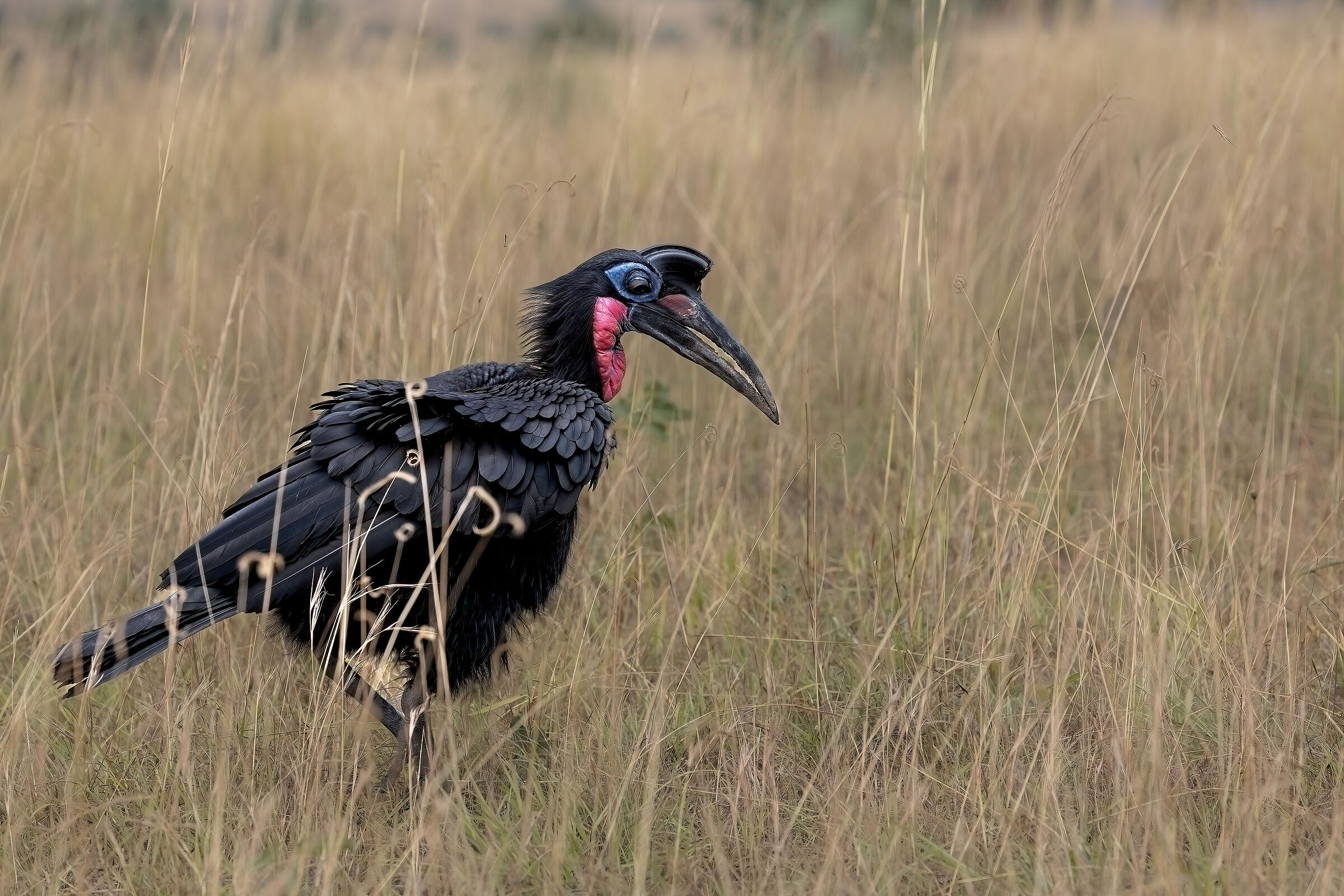 Abyssinian Ground Hornbill (Bucorvus abyssinicus)