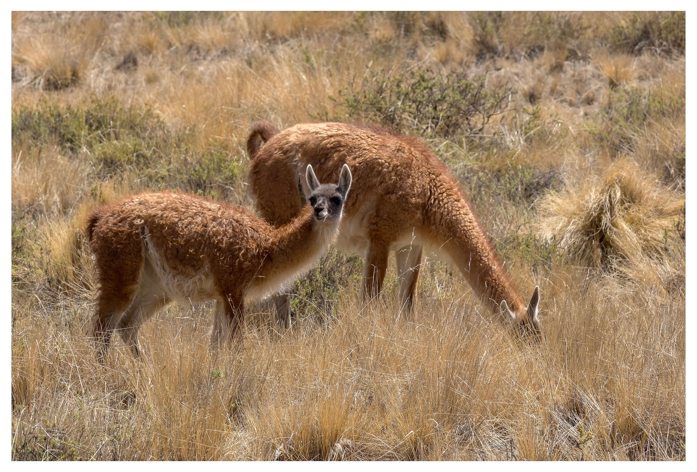 Guanacos