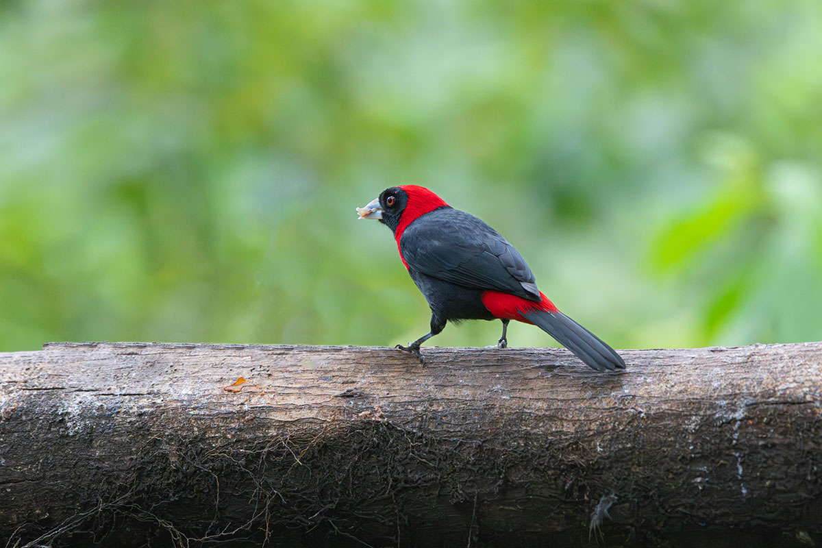 Tangara dal collare cremisi