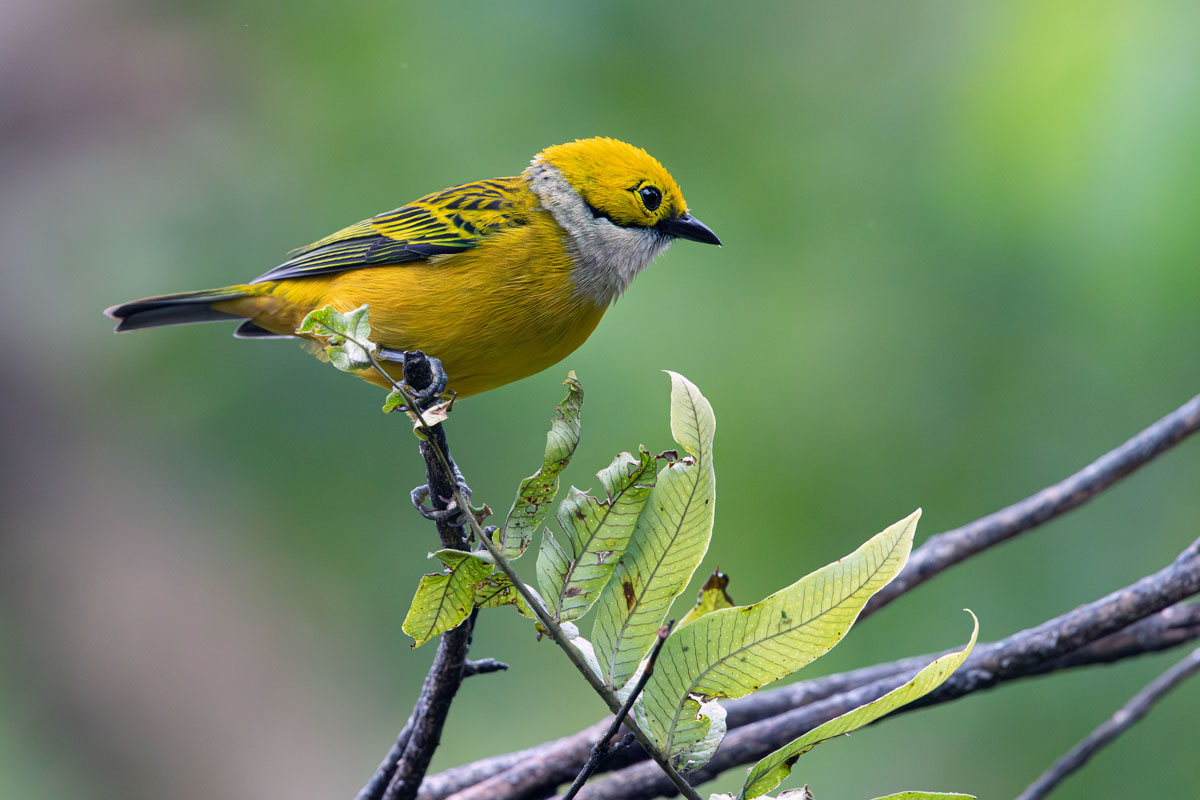 White-throated yellow tangara