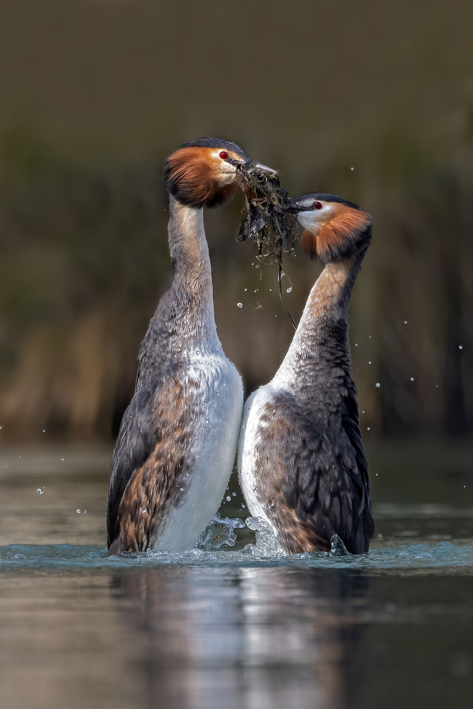 Svasso maggiore, danza nuziale e scambio del dono