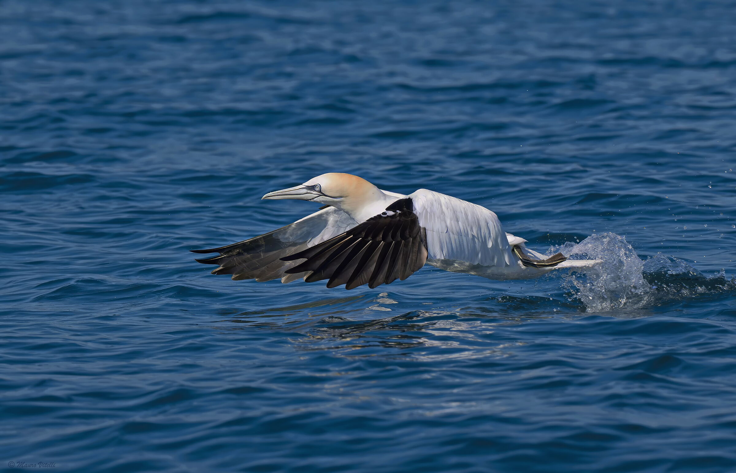 Gannet (Morus bassanus)