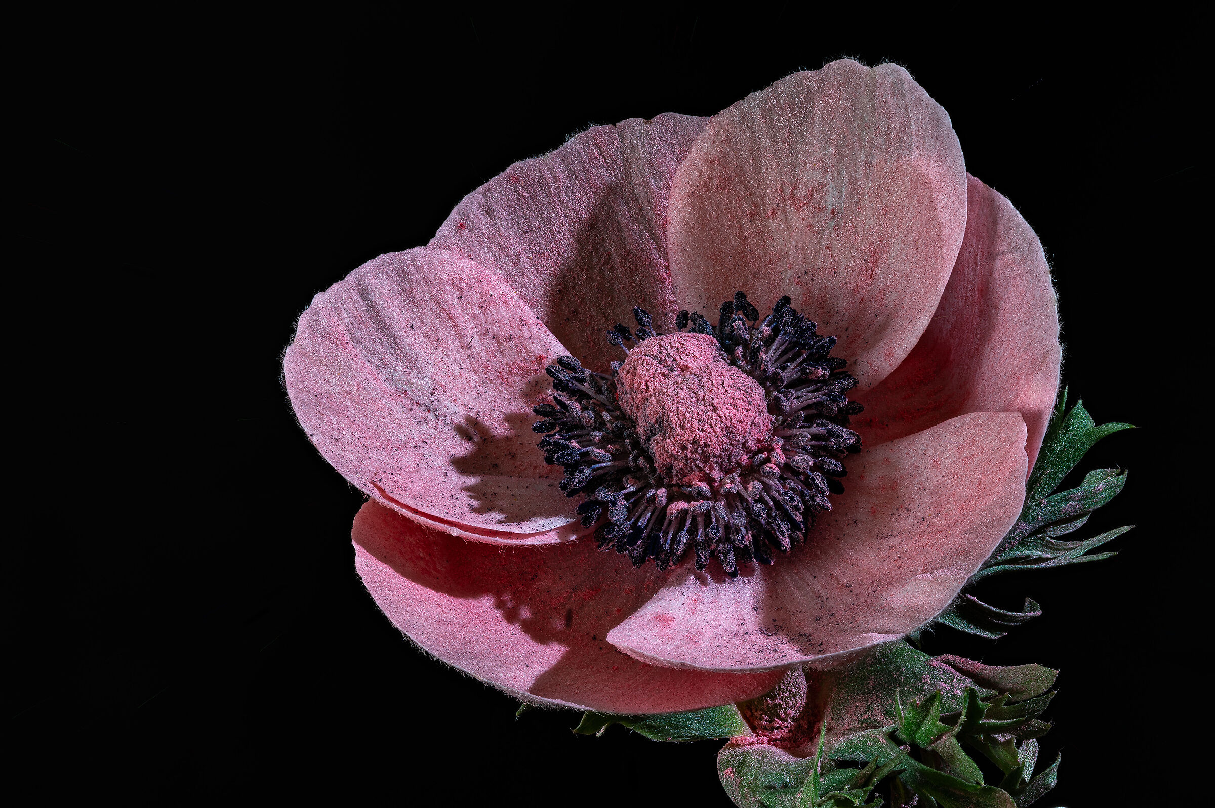 Anemone