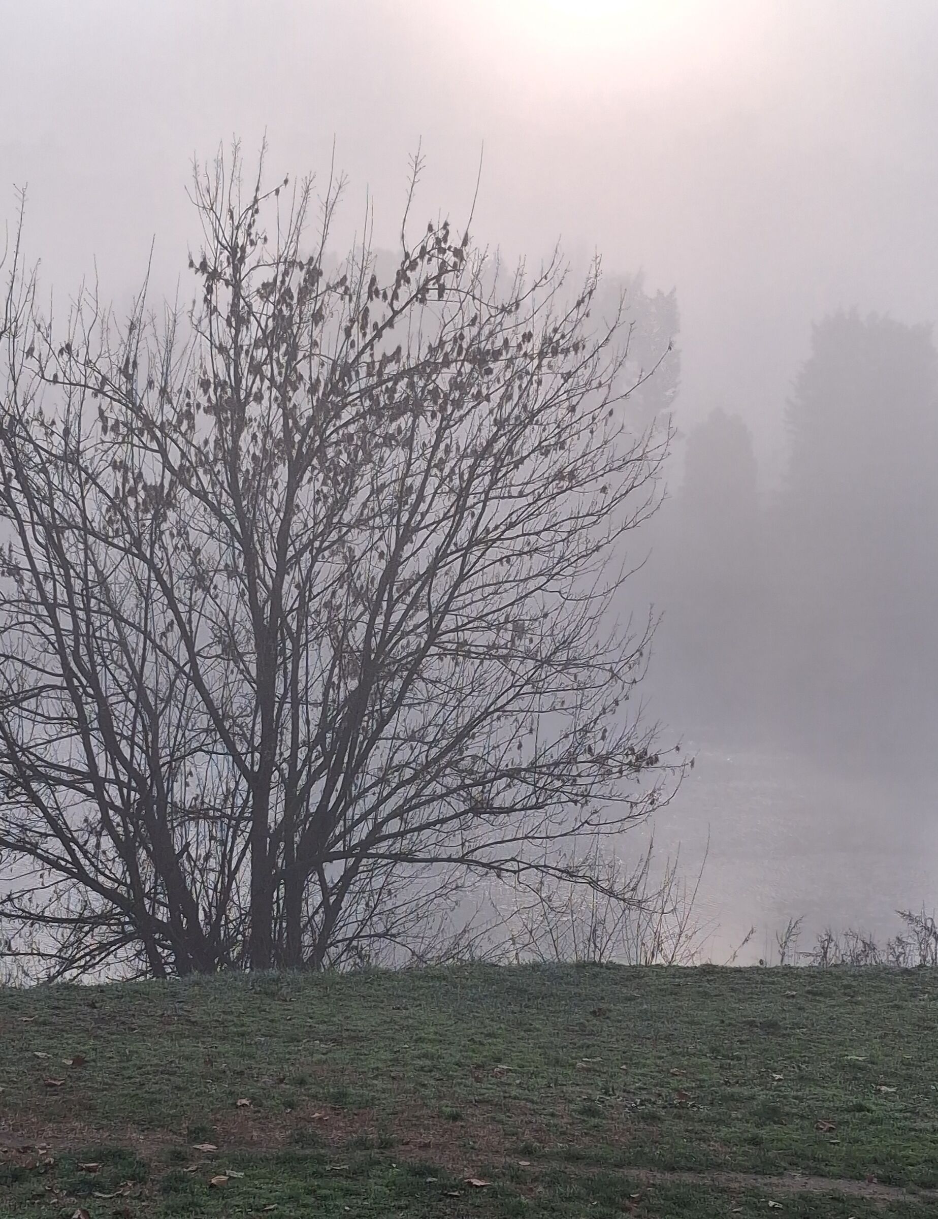 nebbia un mattino quasi primavera