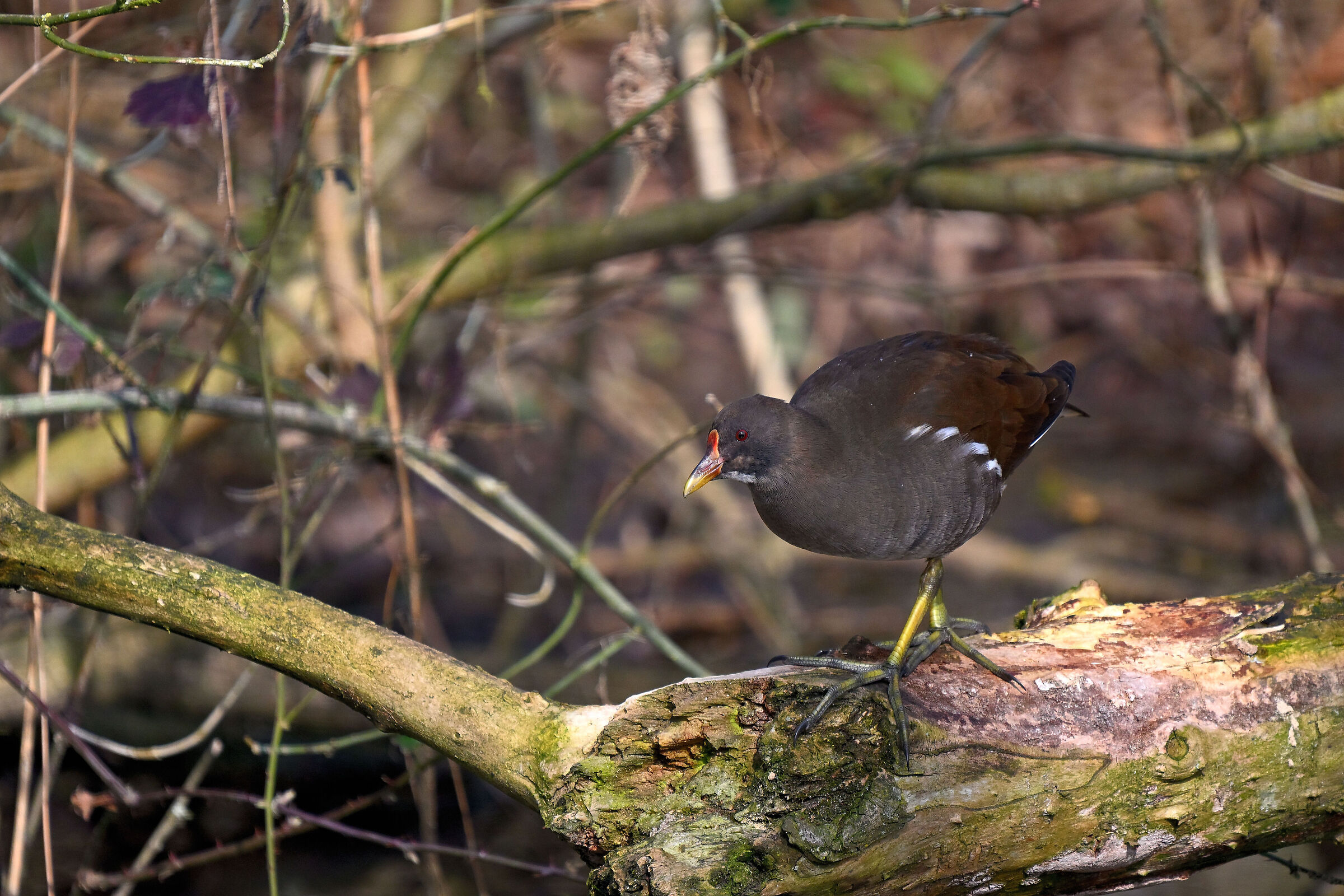 Moorhen