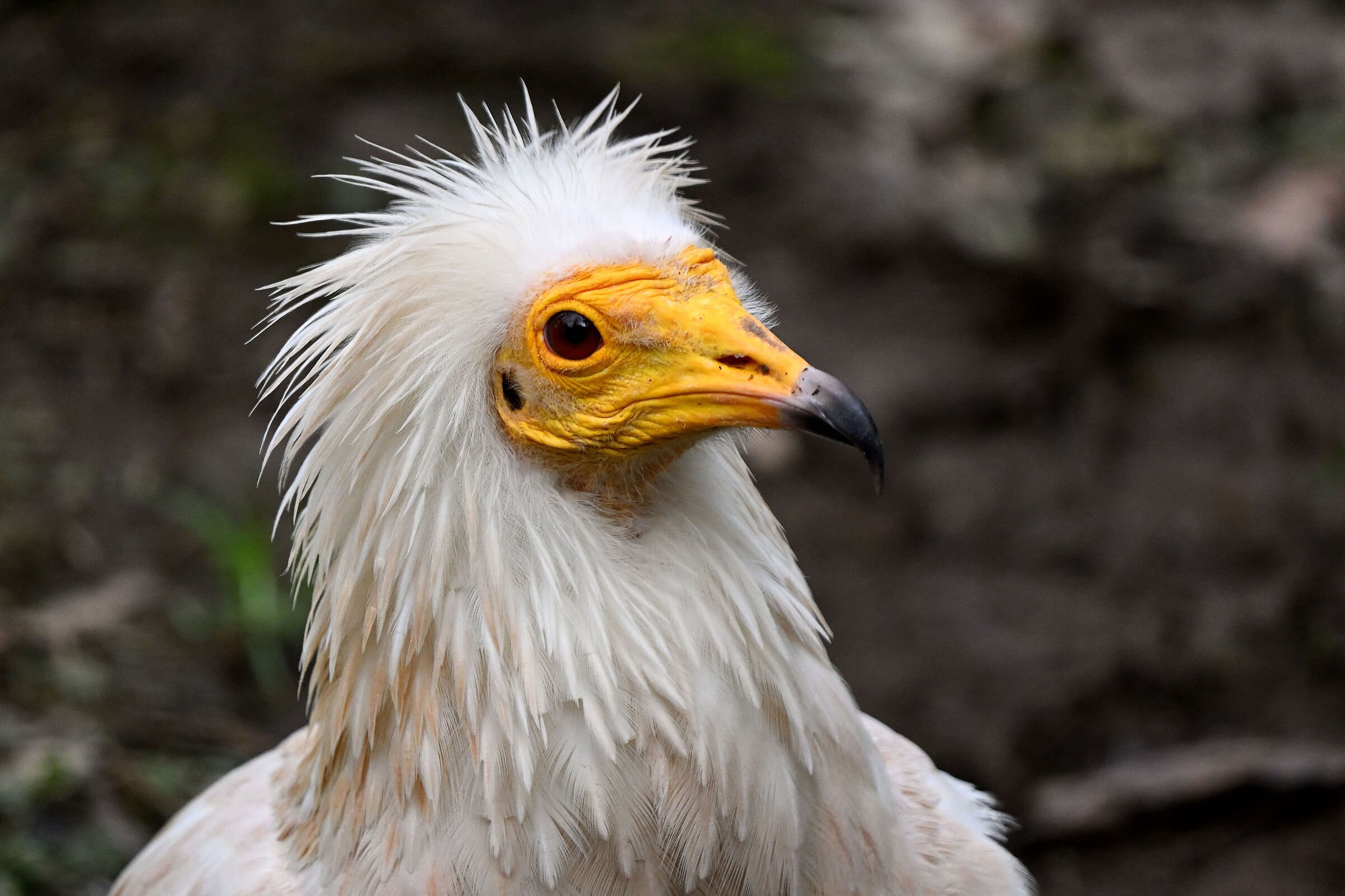 Egyptian vulture