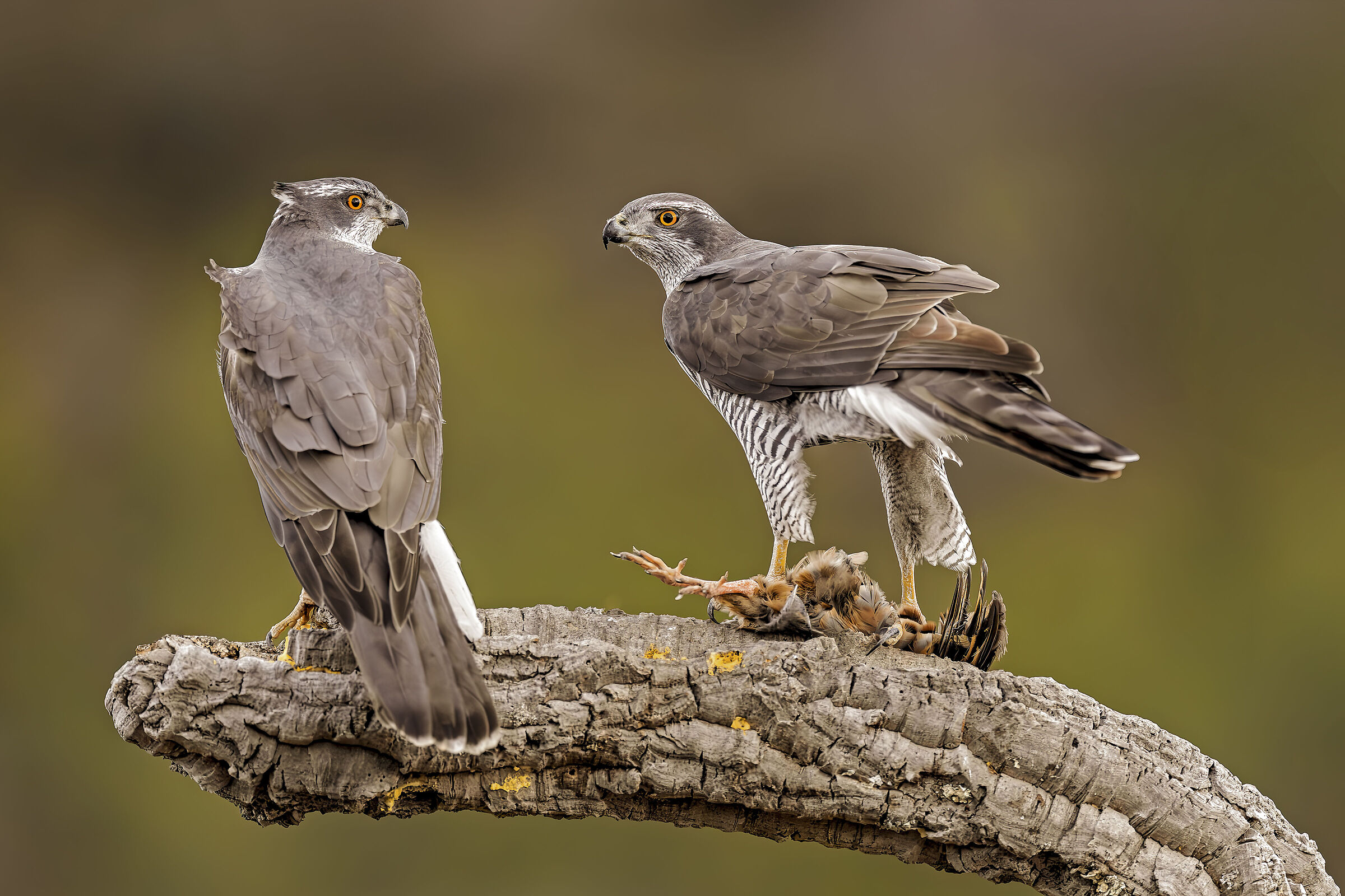 Sguardi (coppia astori)