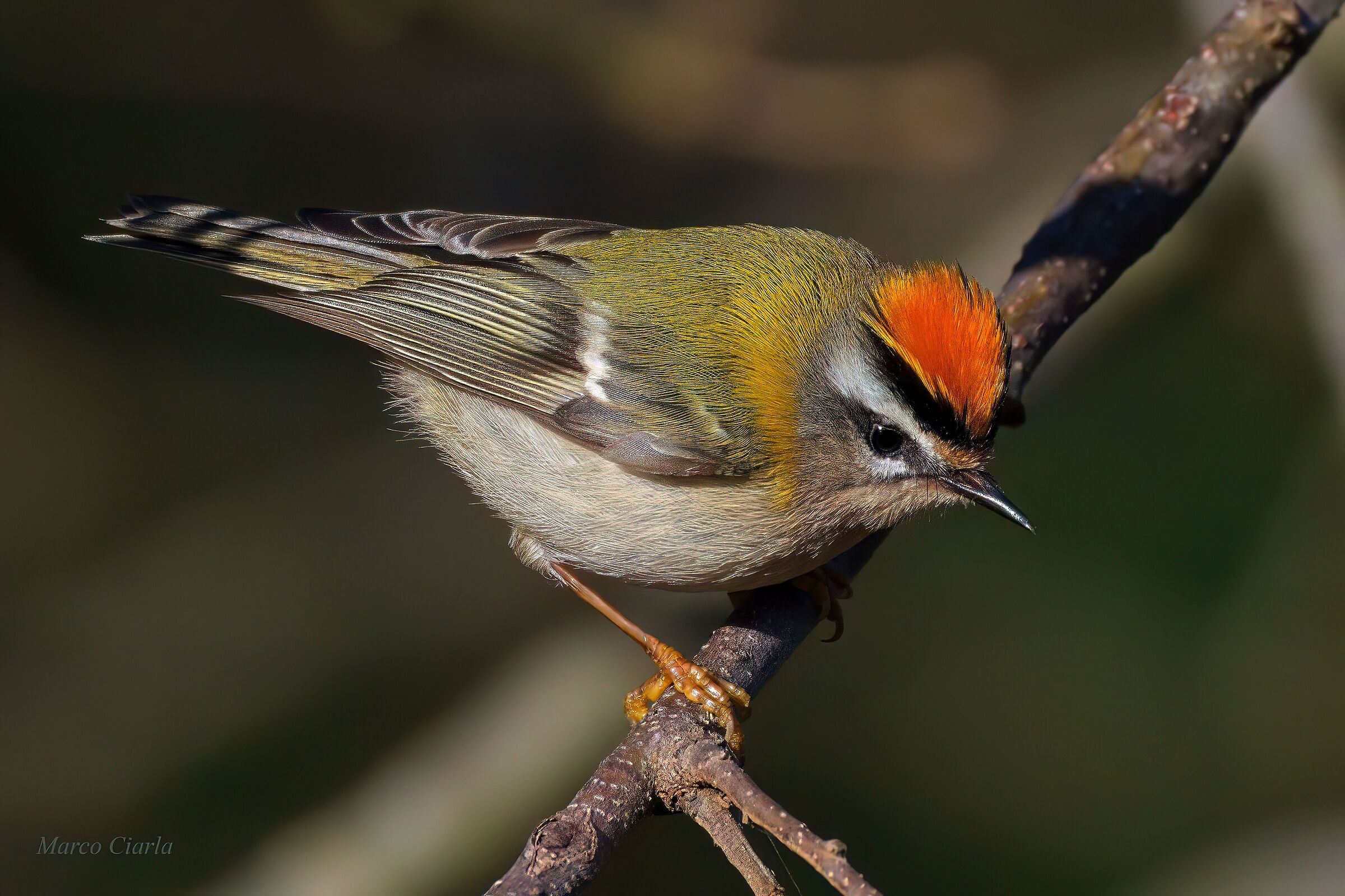 Fiorrancino (Regulus ignicapilla)