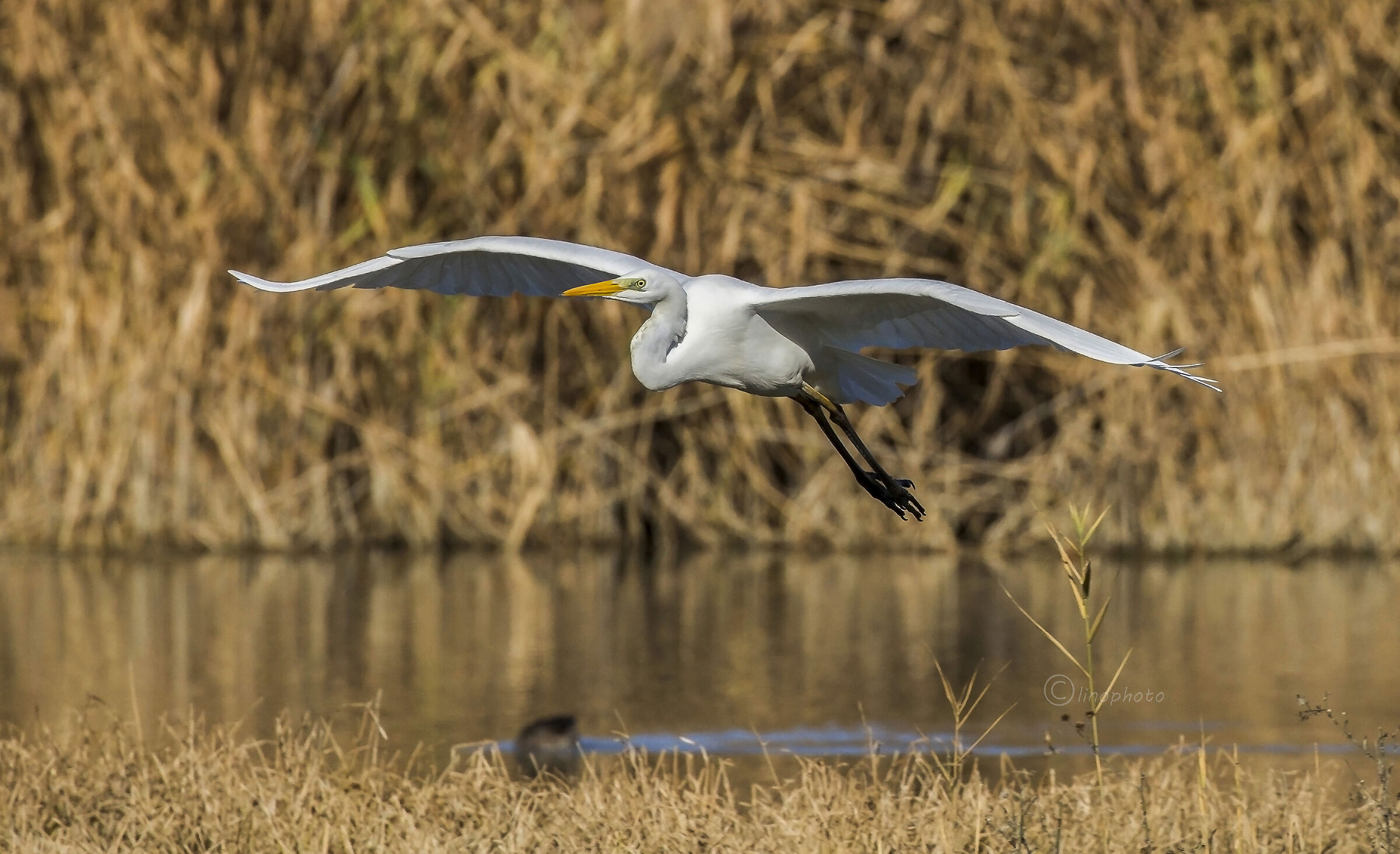 Airone Bianco Maggiore