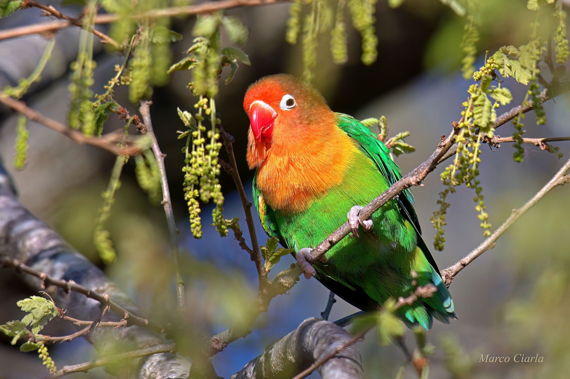 Fischer's Inseparable (Agapornis fischeri)