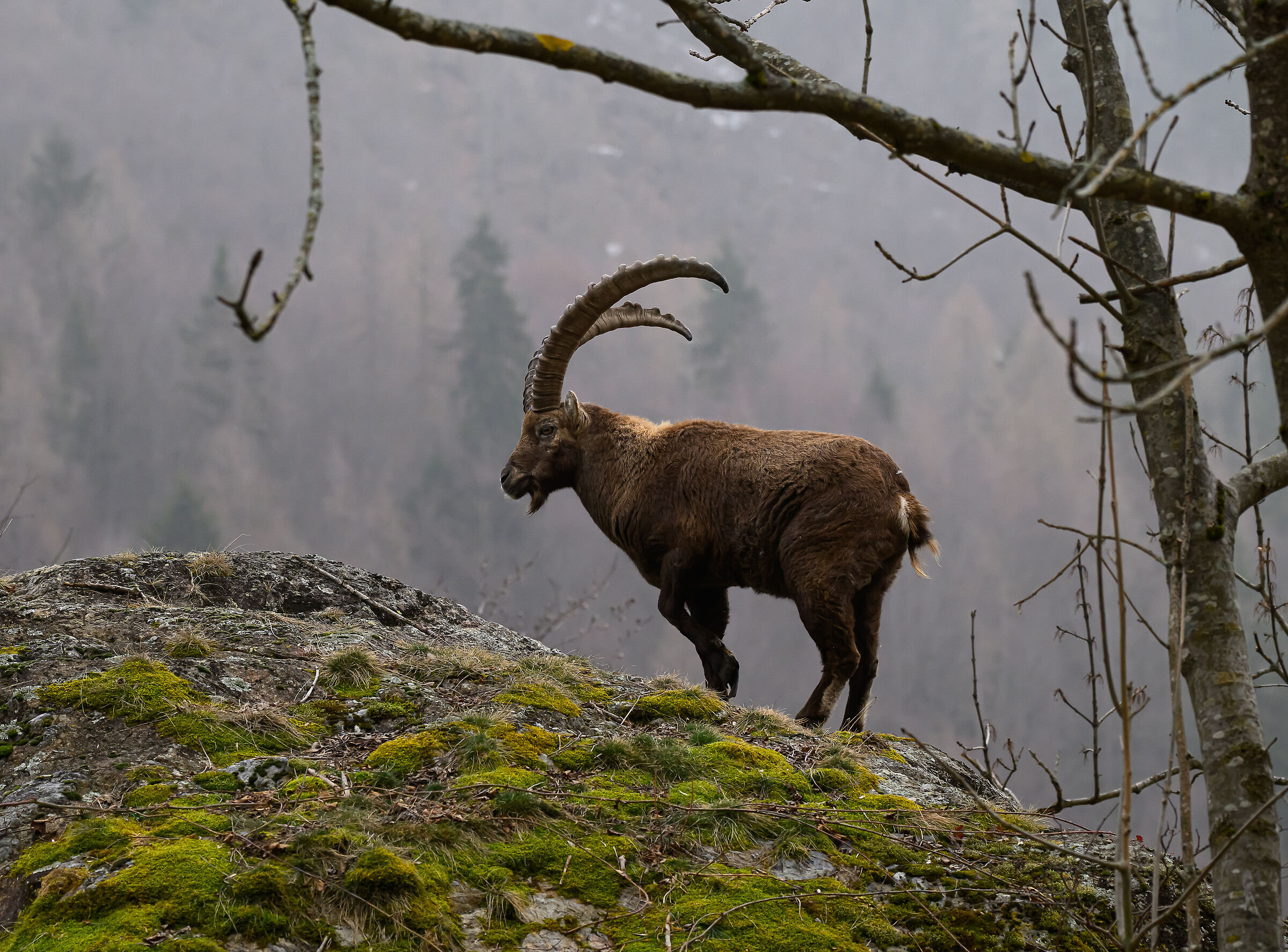 ibex1