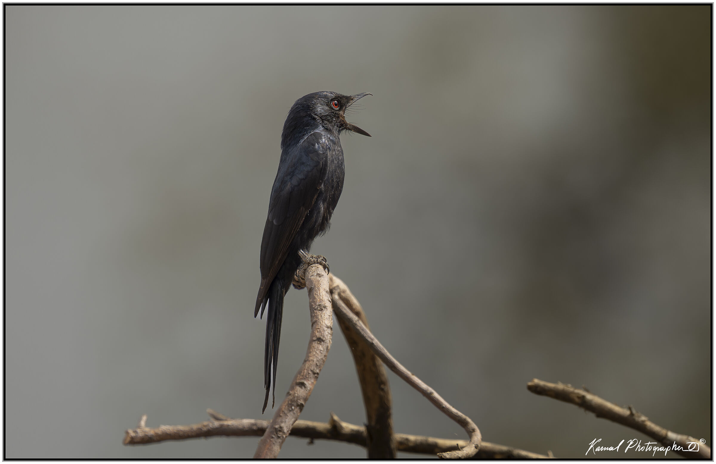 Fork-tailed Drongo (Dicrurus adsimilis)