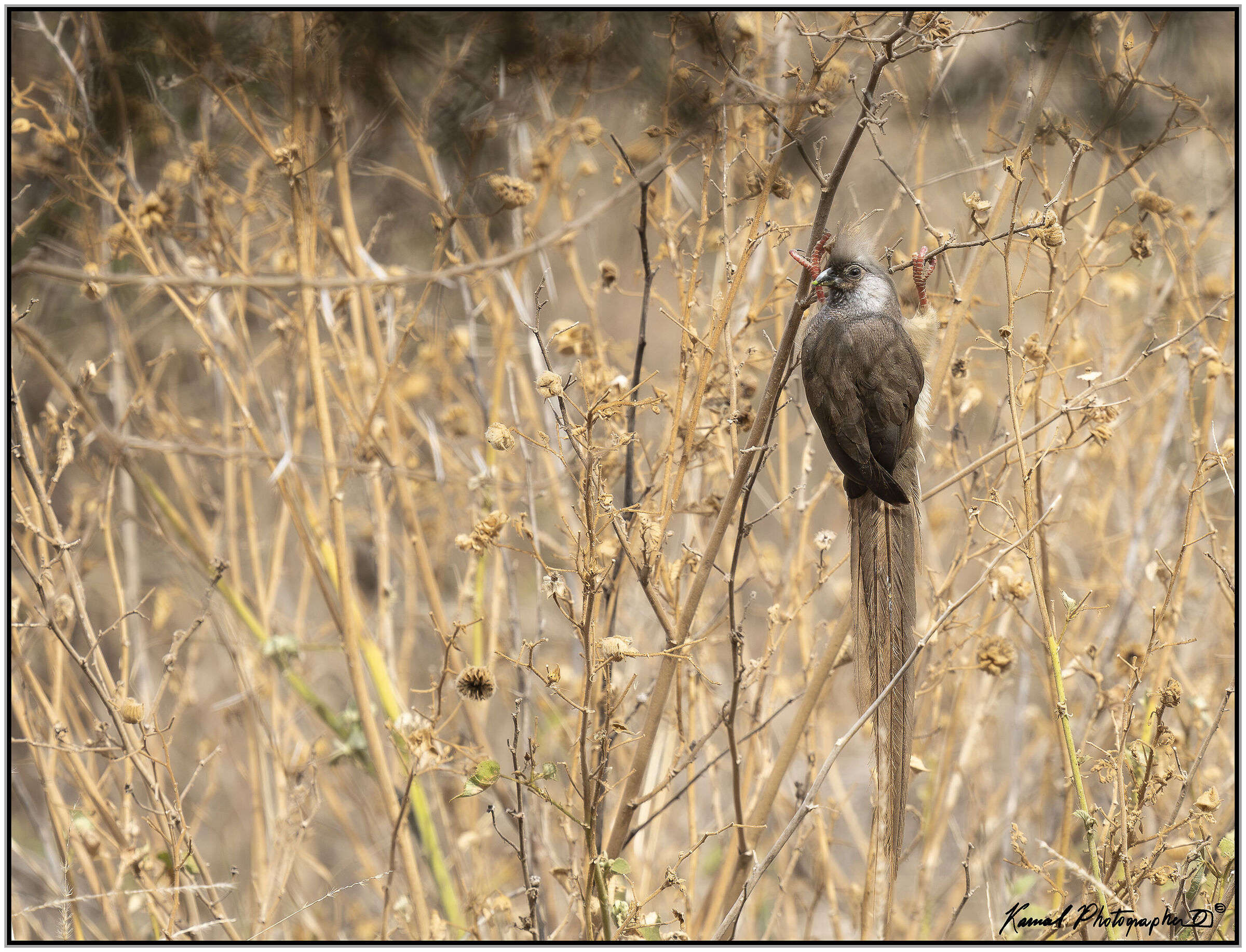 Colius capatesta (Colius striatus)
