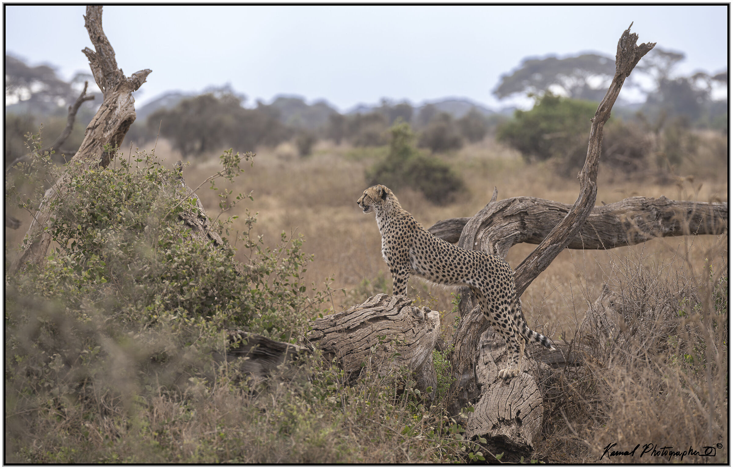 Ghepardo (Acinonyx jubatus)