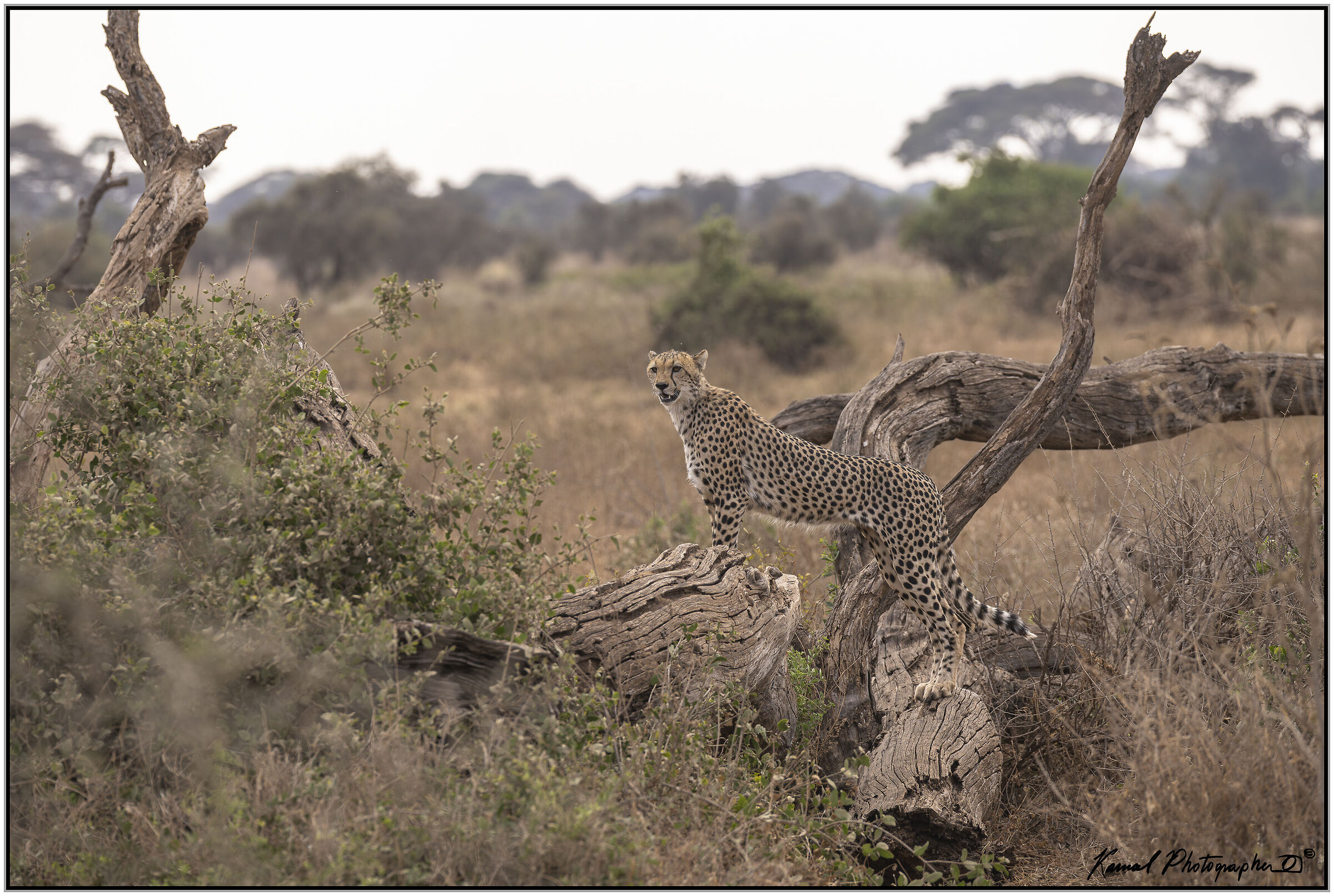 Ghepardo (Acinonyx jubatus)