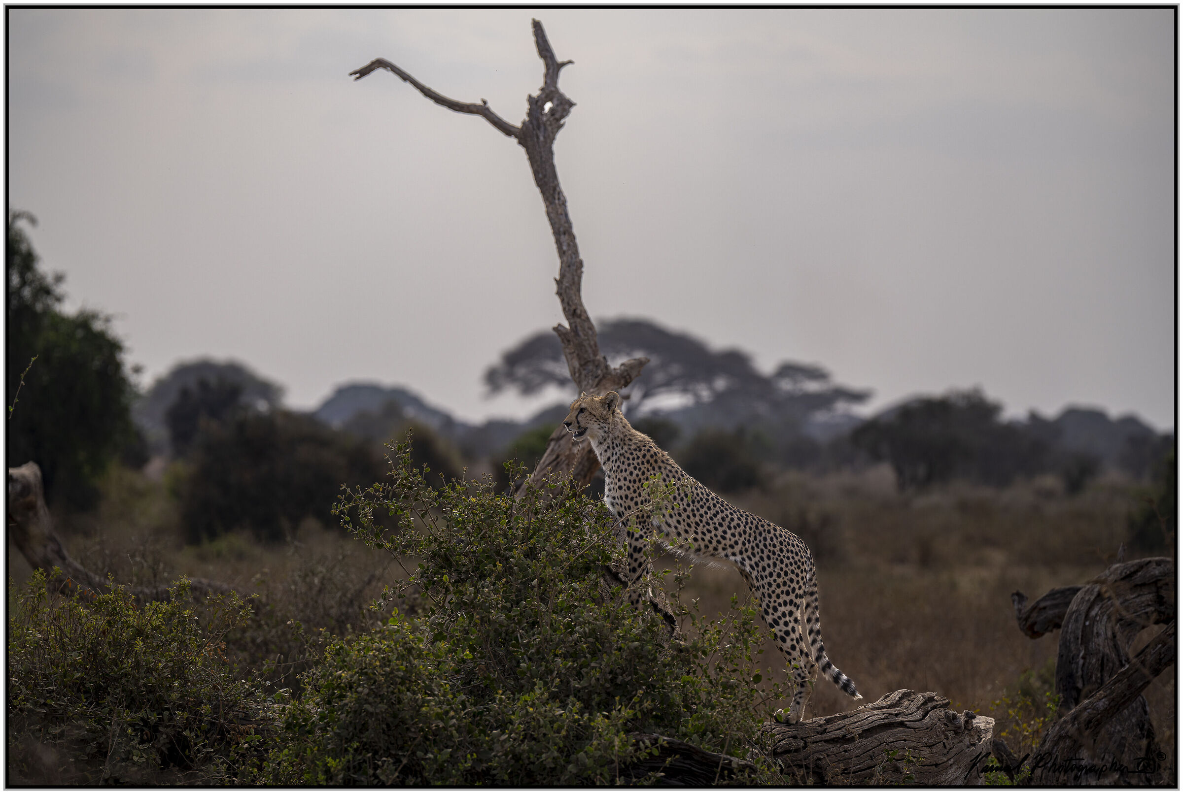 Ghepardo (Acinonyx jubatus)