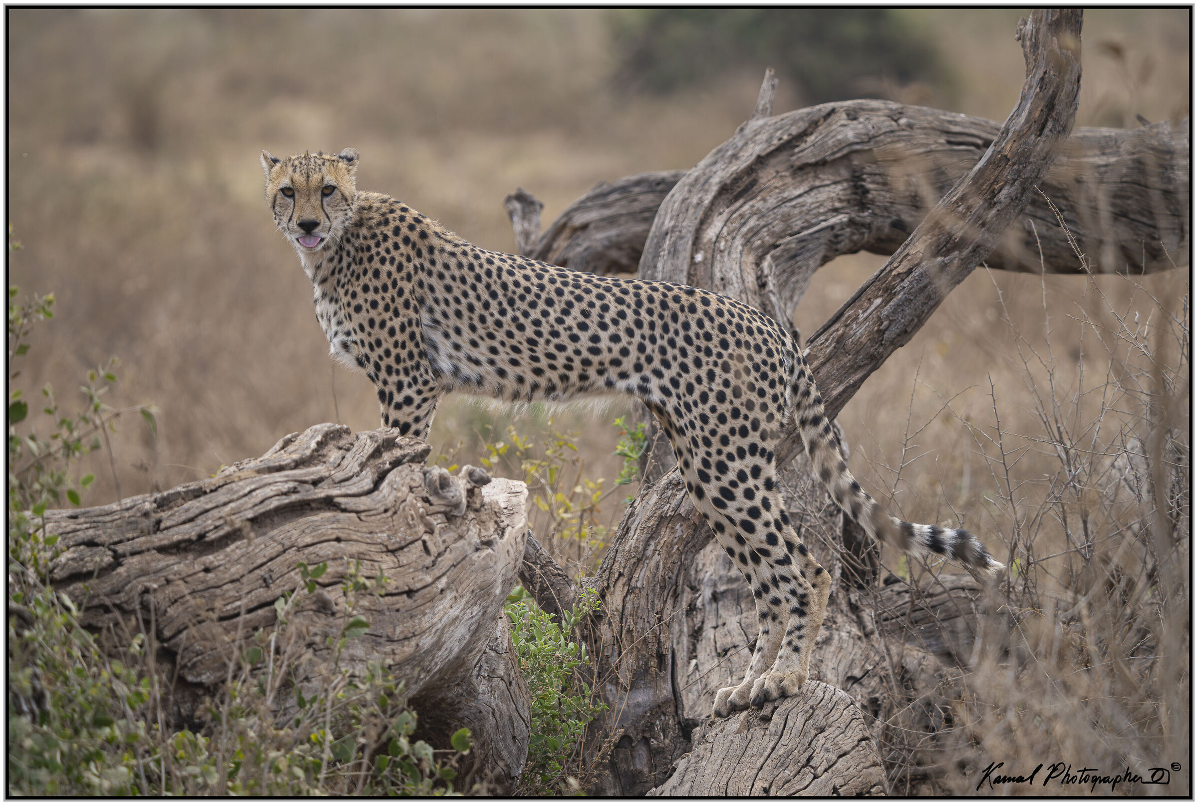 Ghepardo (Acinonyx jubatus)