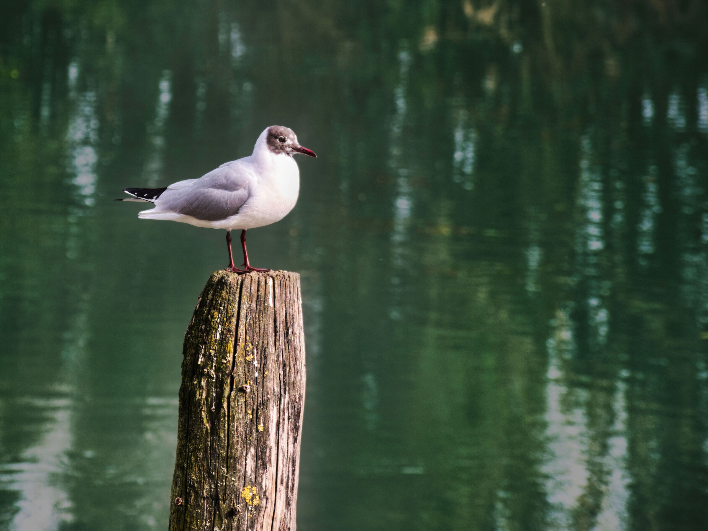 Gabbiano Comune nel comune di Casier