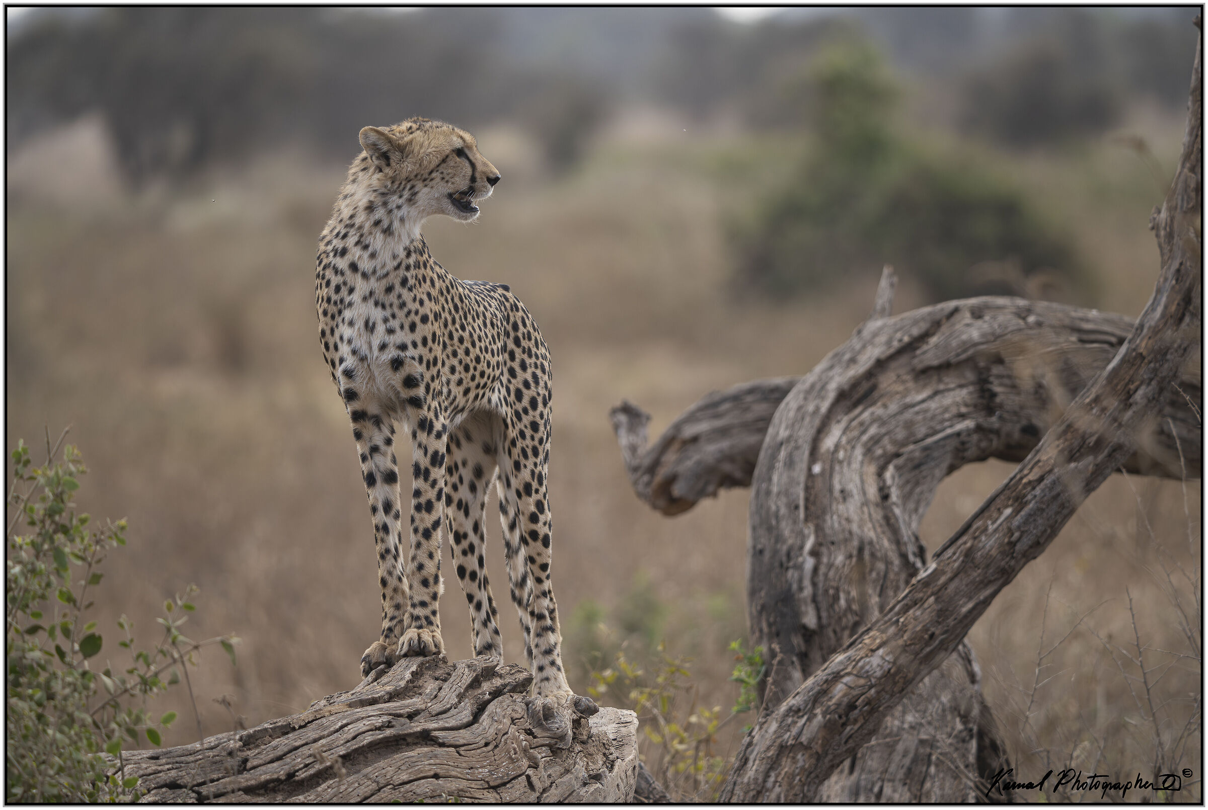Ghepardo (Acinonyx jubatus)