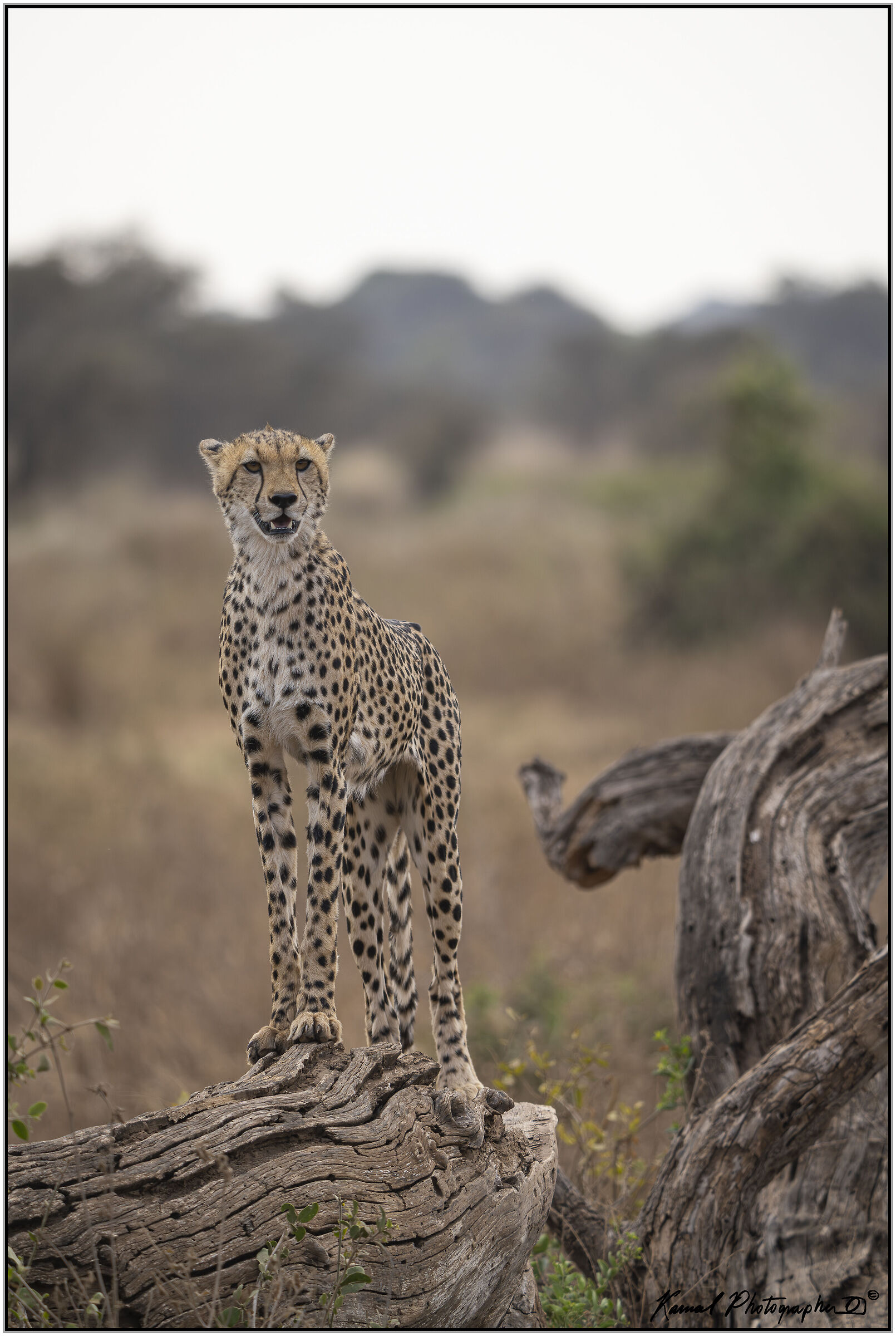Ghepardo (Acinonyx jubatus)