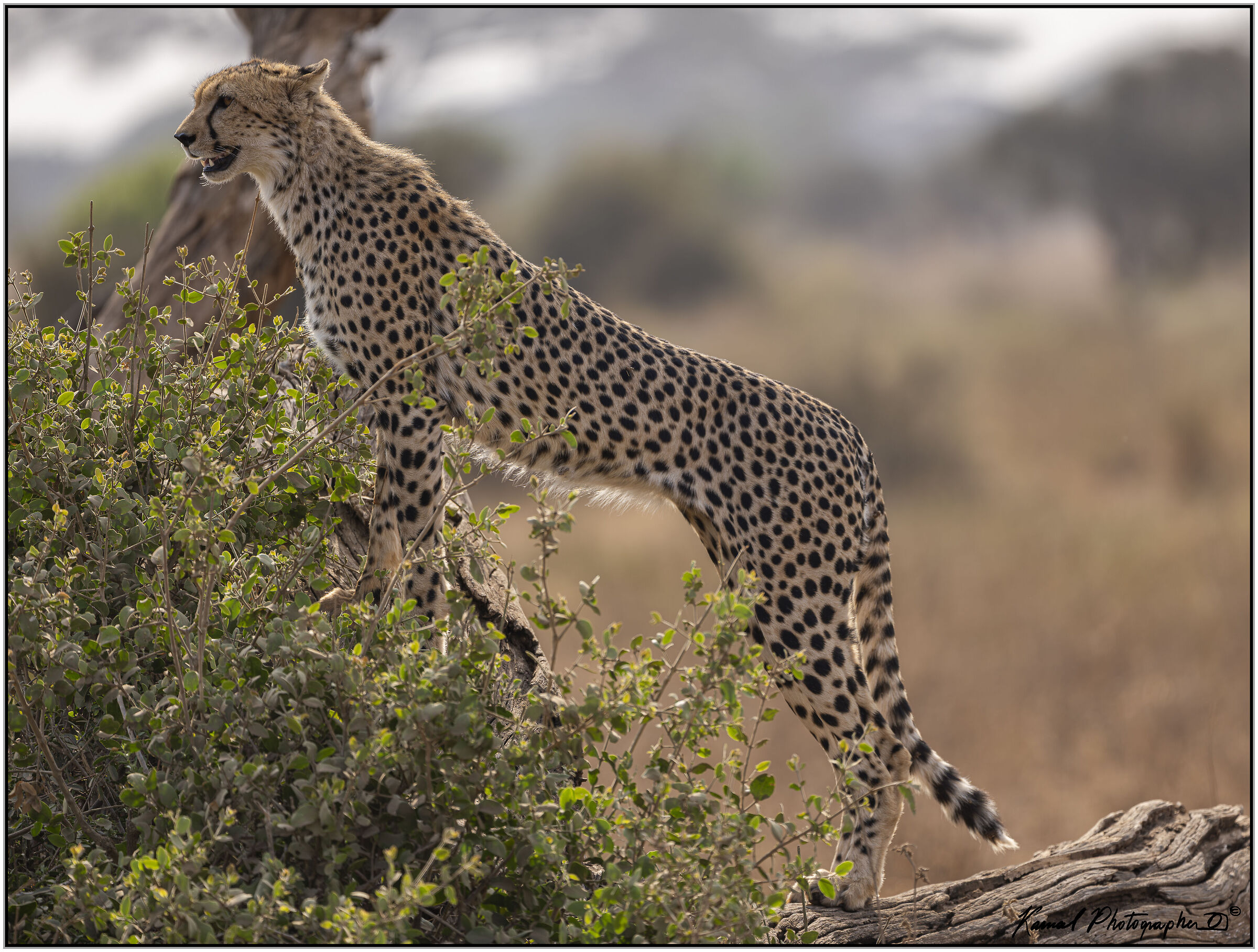 Ghepardo (Acinonyx jubatus)