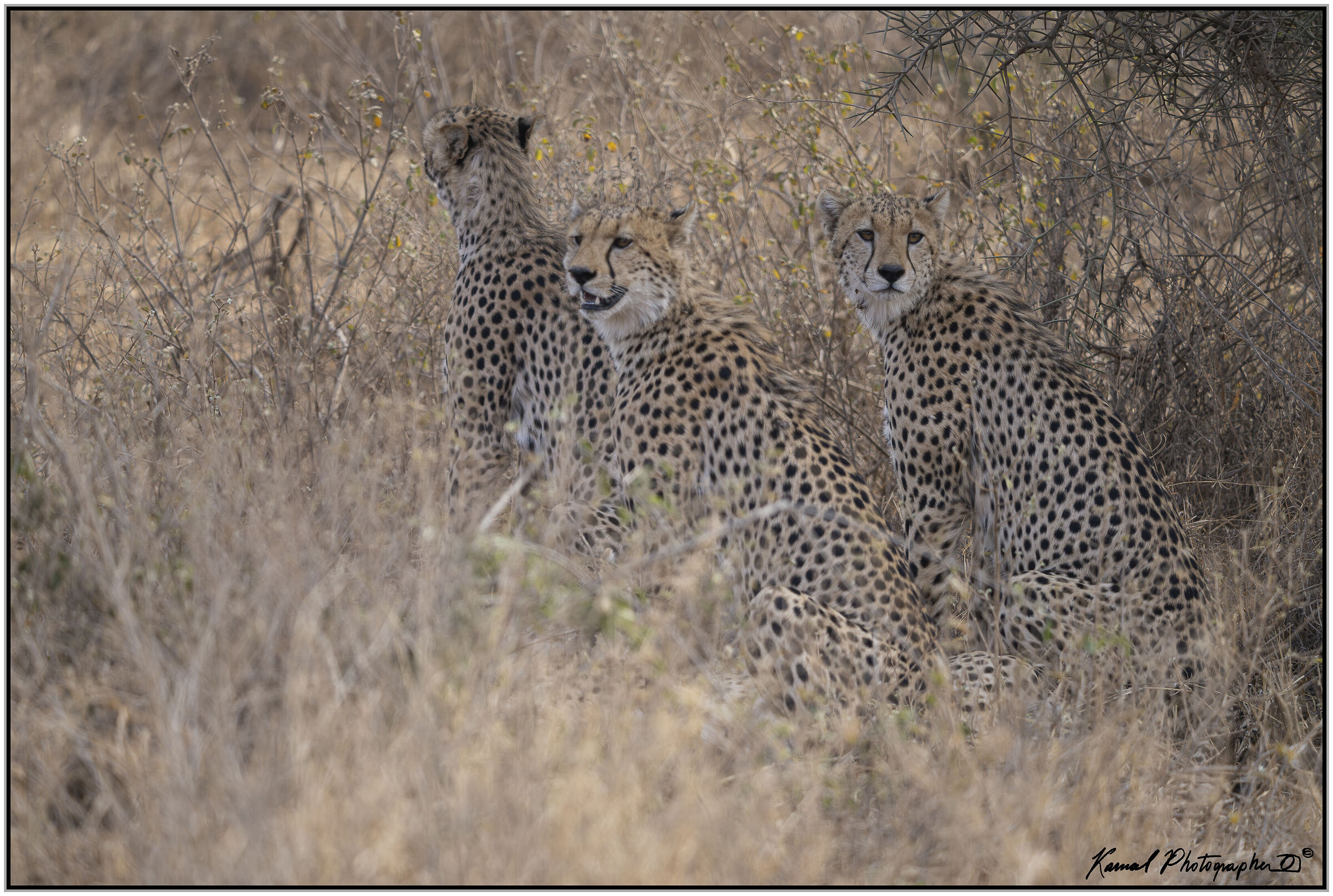 Ghepardo (Acinonyx jubatus)