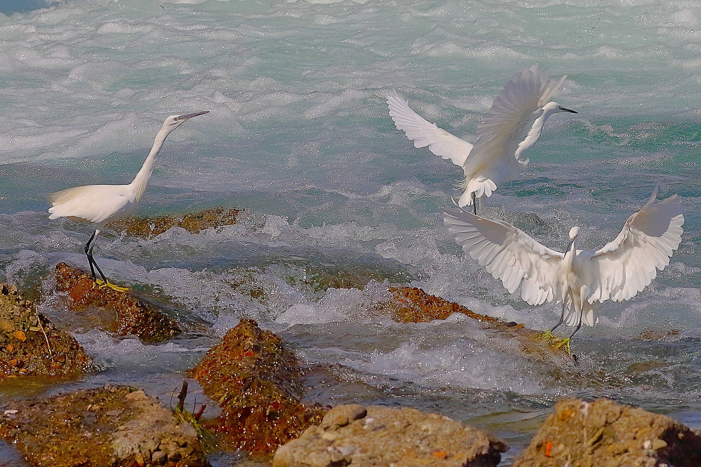 Garzette settembre 2025 - 0048