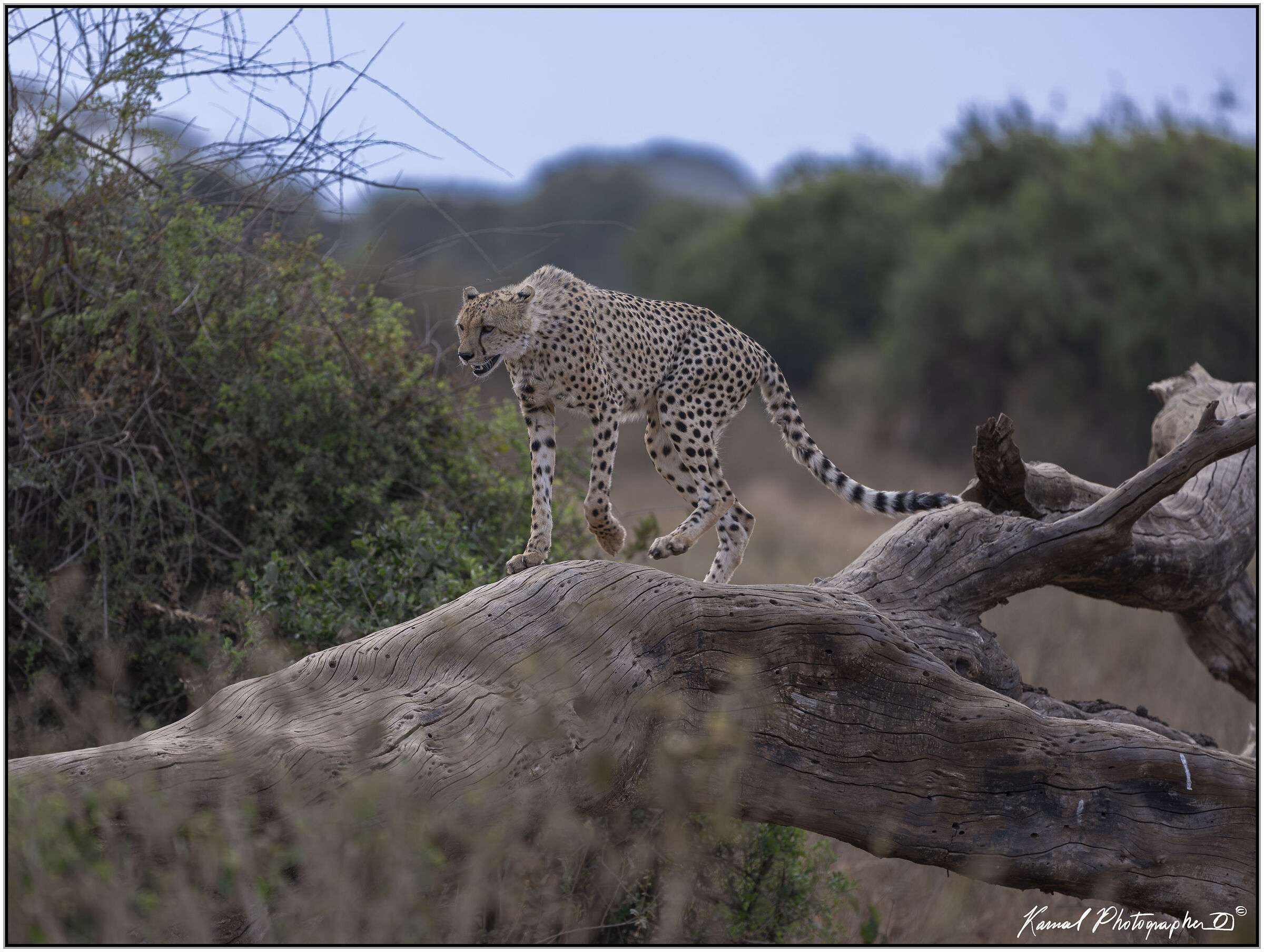 Cheetah (Acinonyx jubatus)