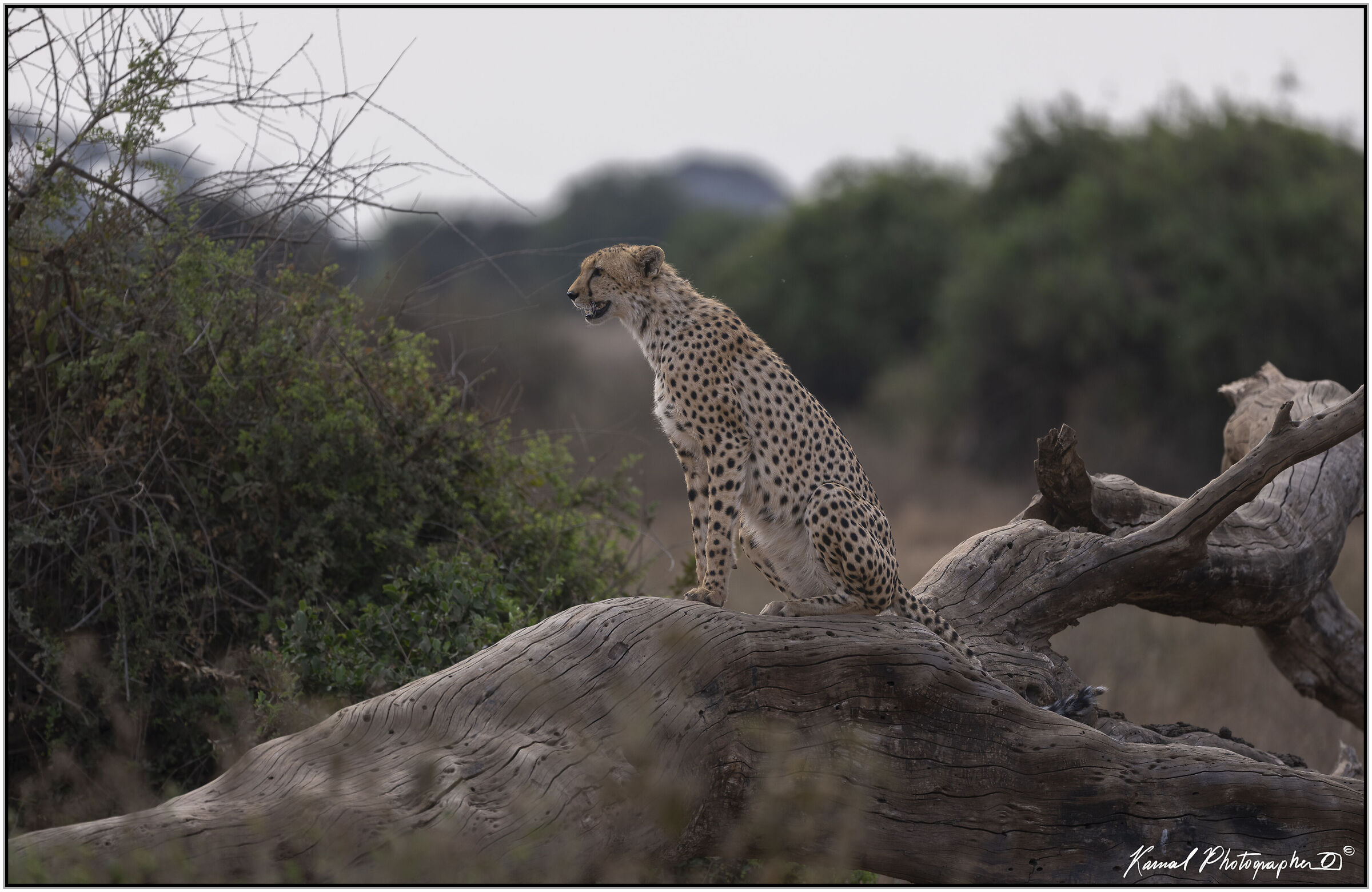 Ghepardo (Acinonyx jubatus)