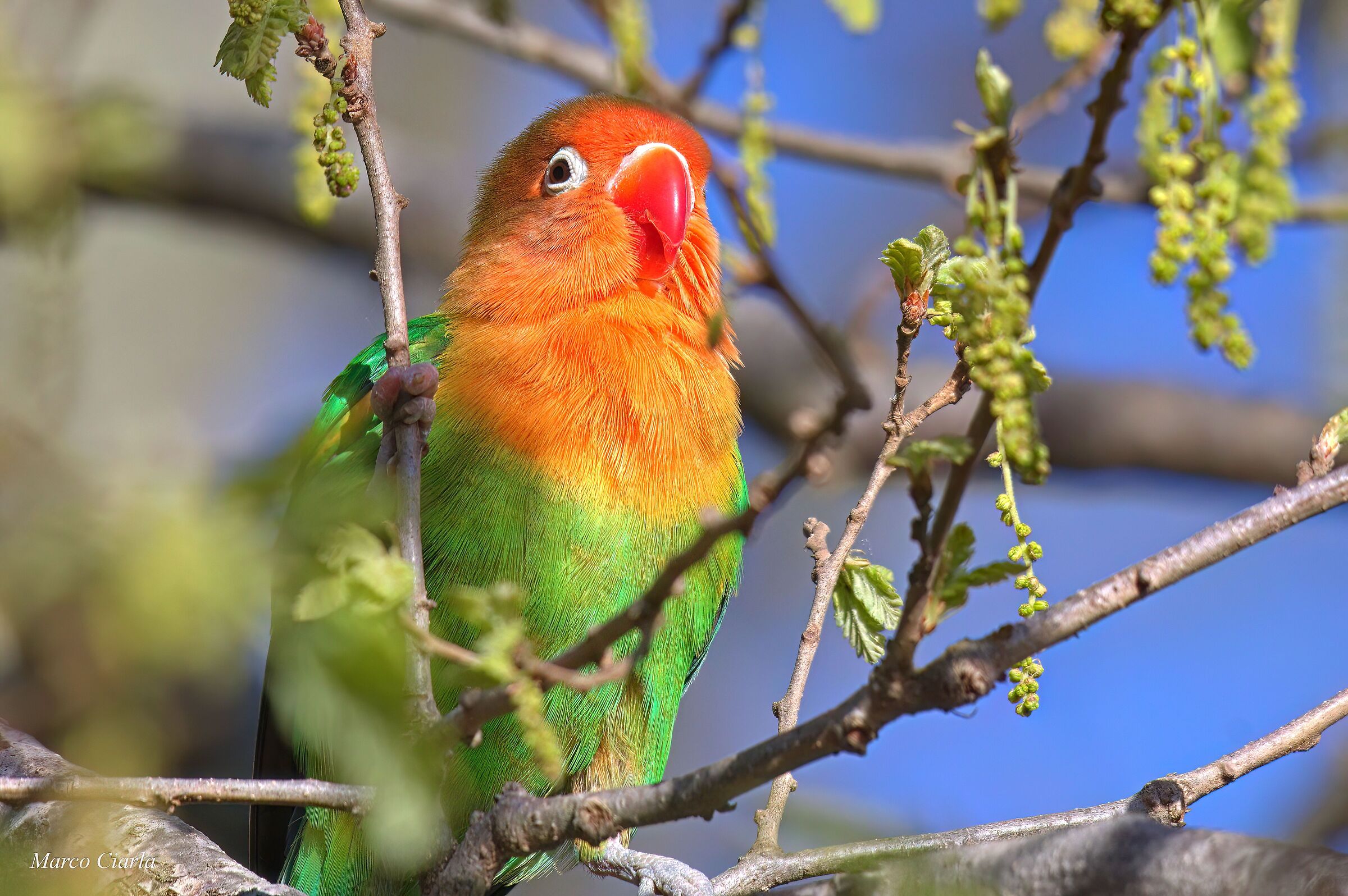 Fischer's Inseparable (Agapornis fischeri)