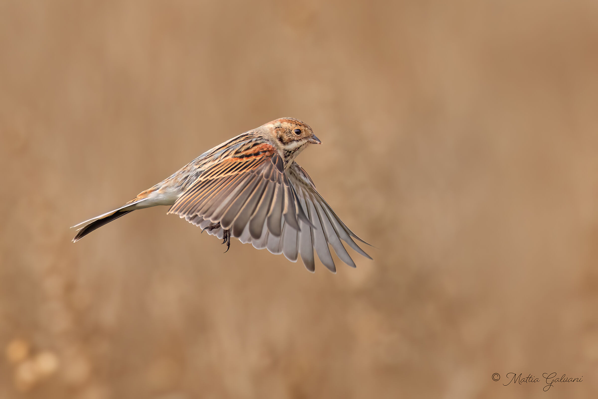 Migliarino di Palude