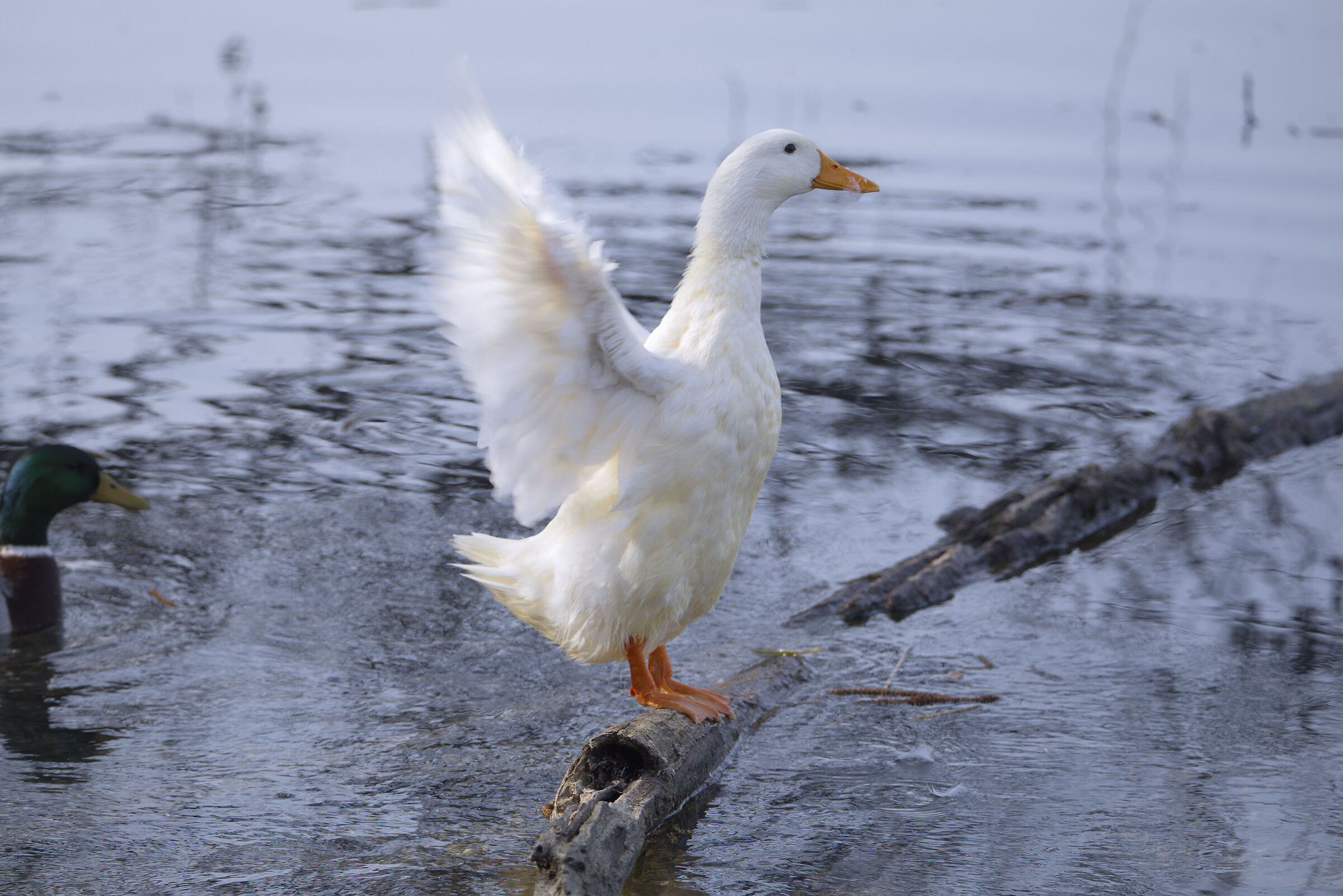 Anatra Pechino a Trezzo sull'Adda