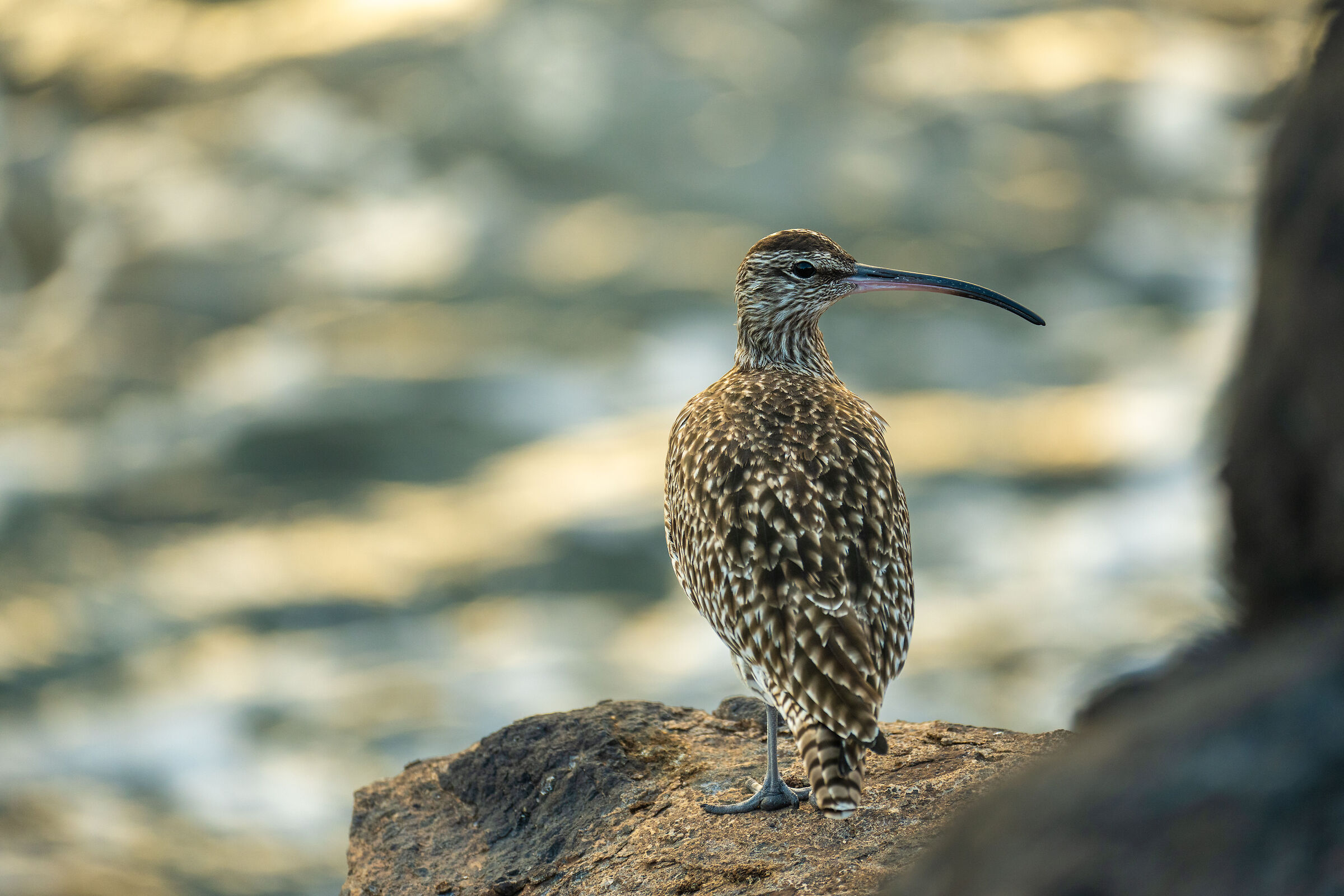 Chiurlo alle Canarie