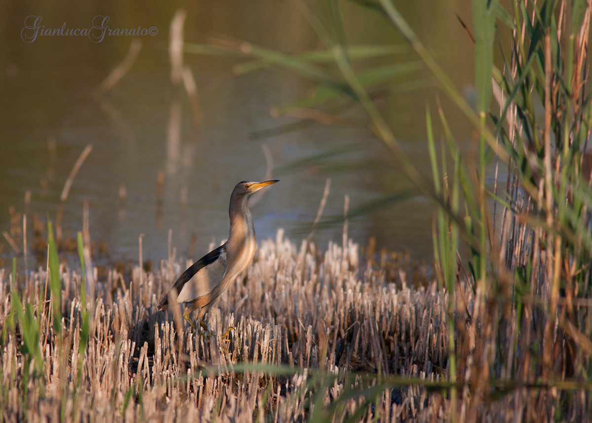 Bittern in the reeds