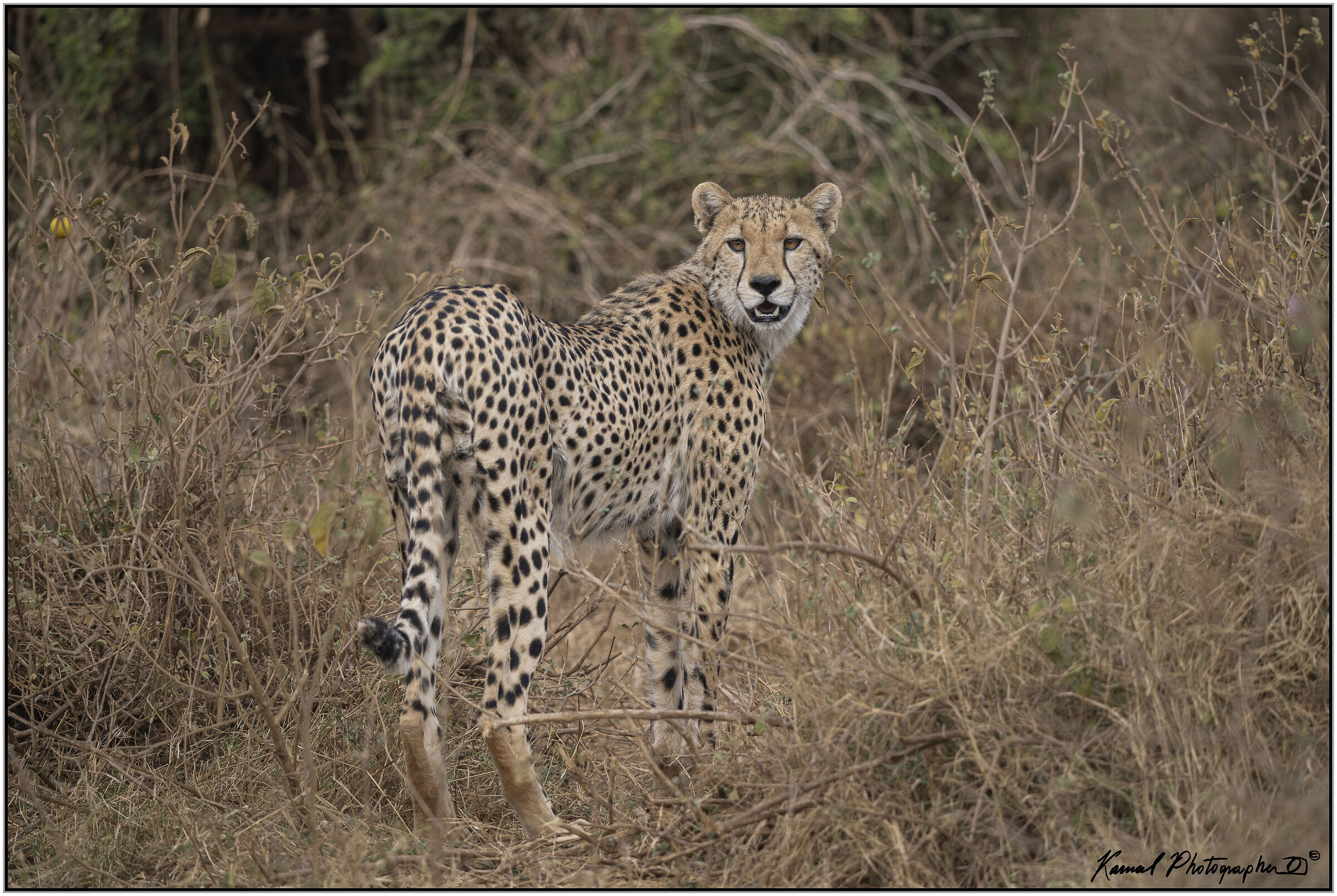 Ghepardo (Acinonyx jubatus)