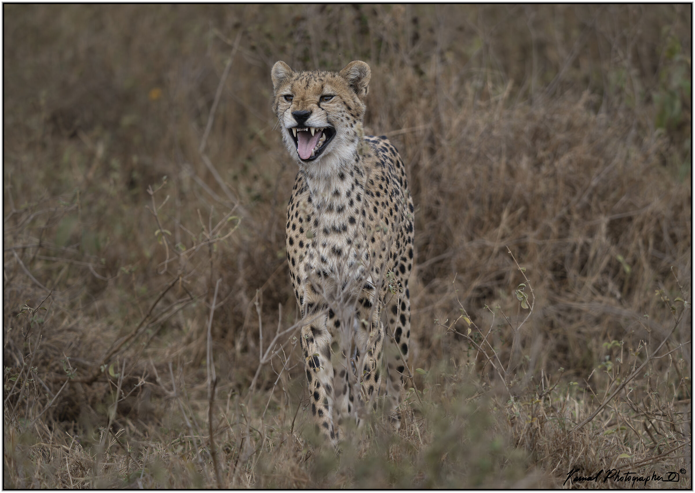 Ghepardo (Acinonyx jubatus)