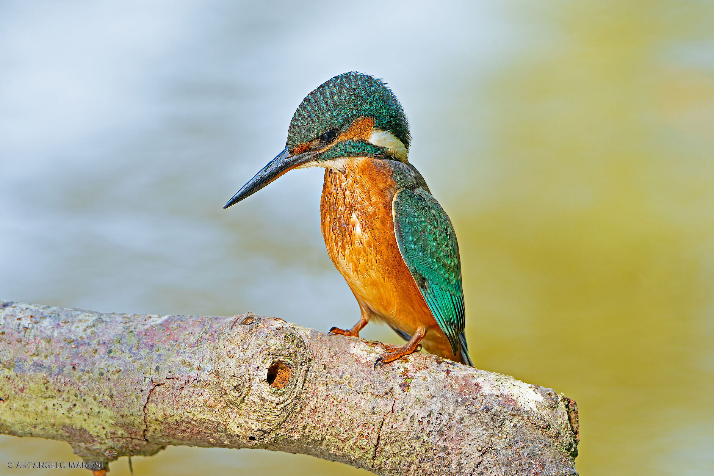 Il martino, la luce e i riflessi