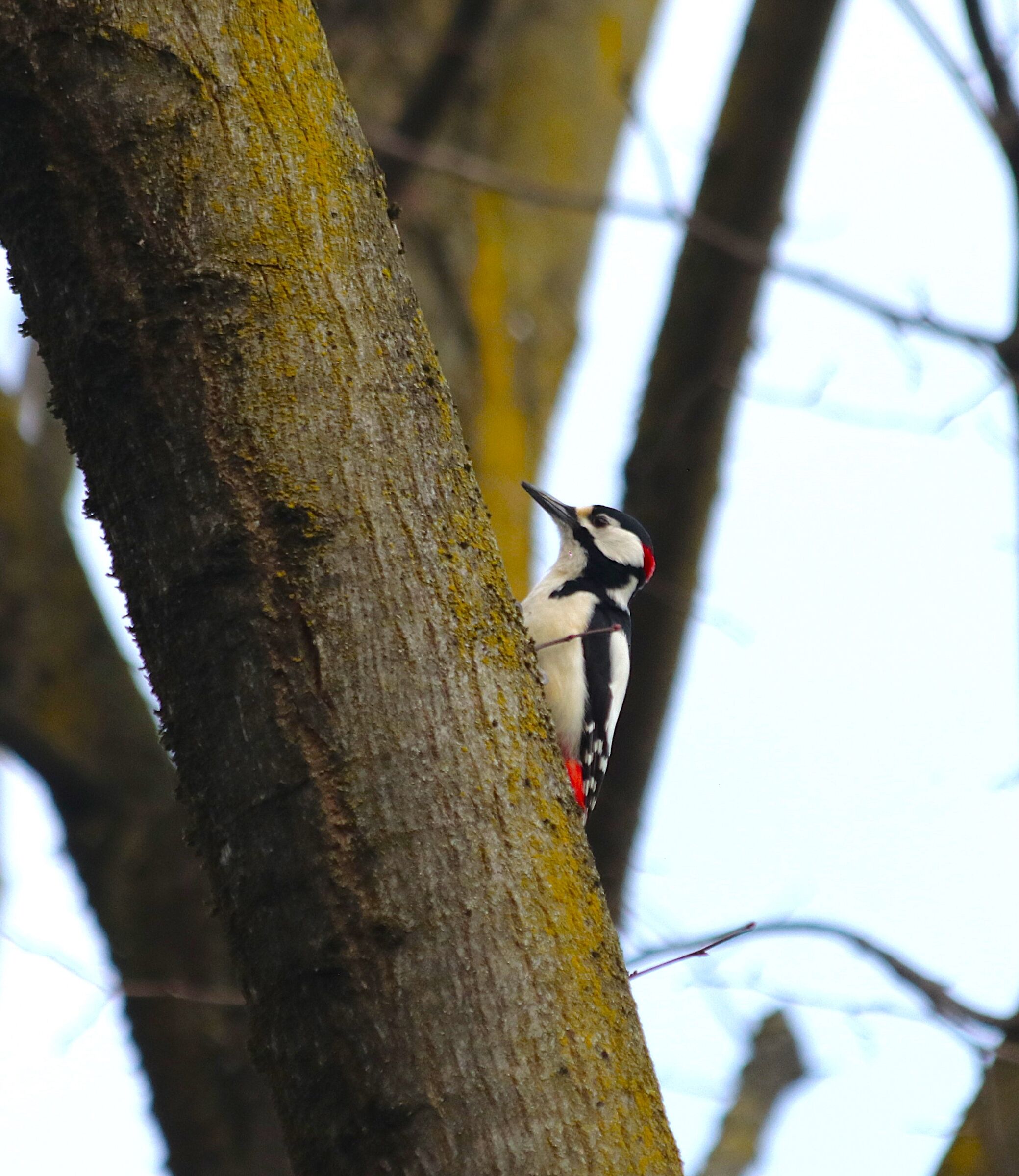 Spotted woodpecker