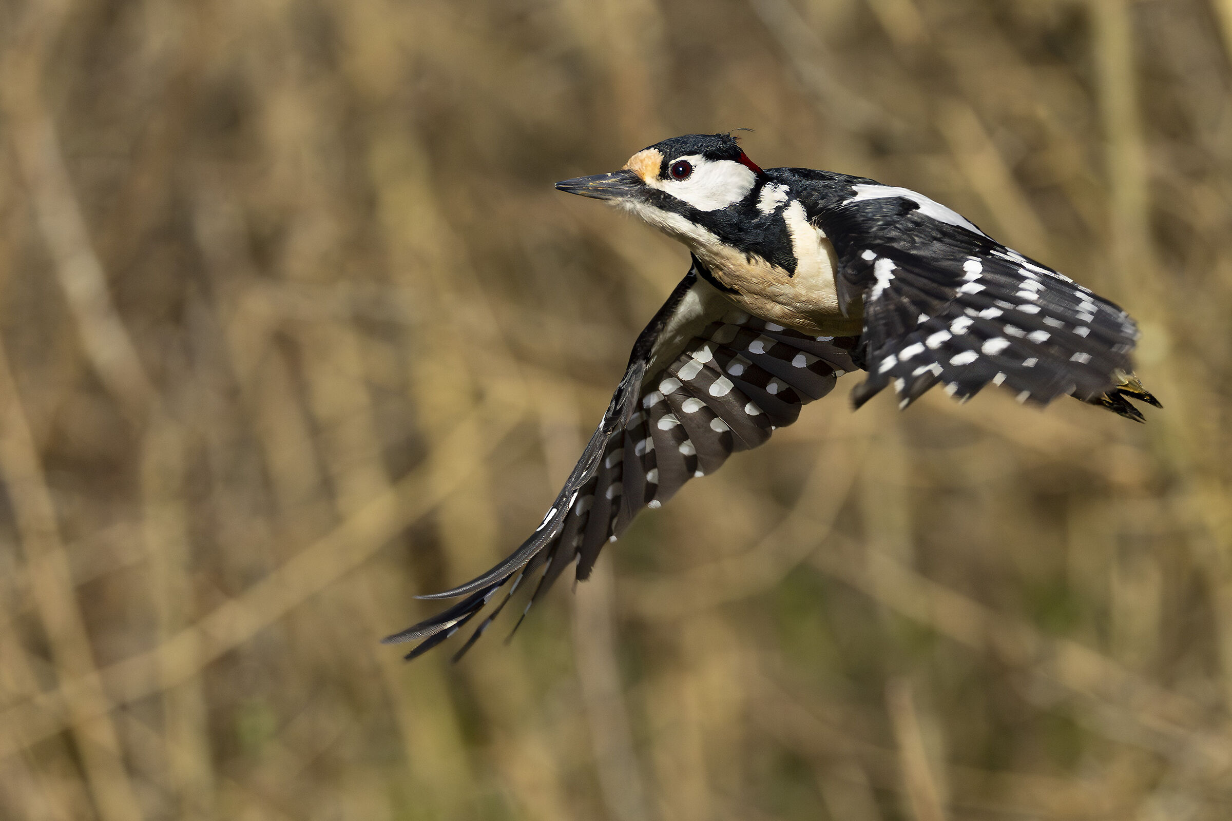 Great Spotted Woodpecker