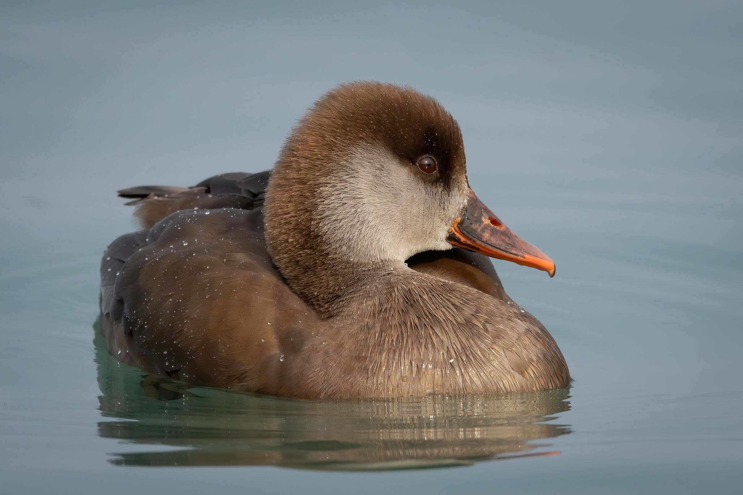 Fistione turco femmina