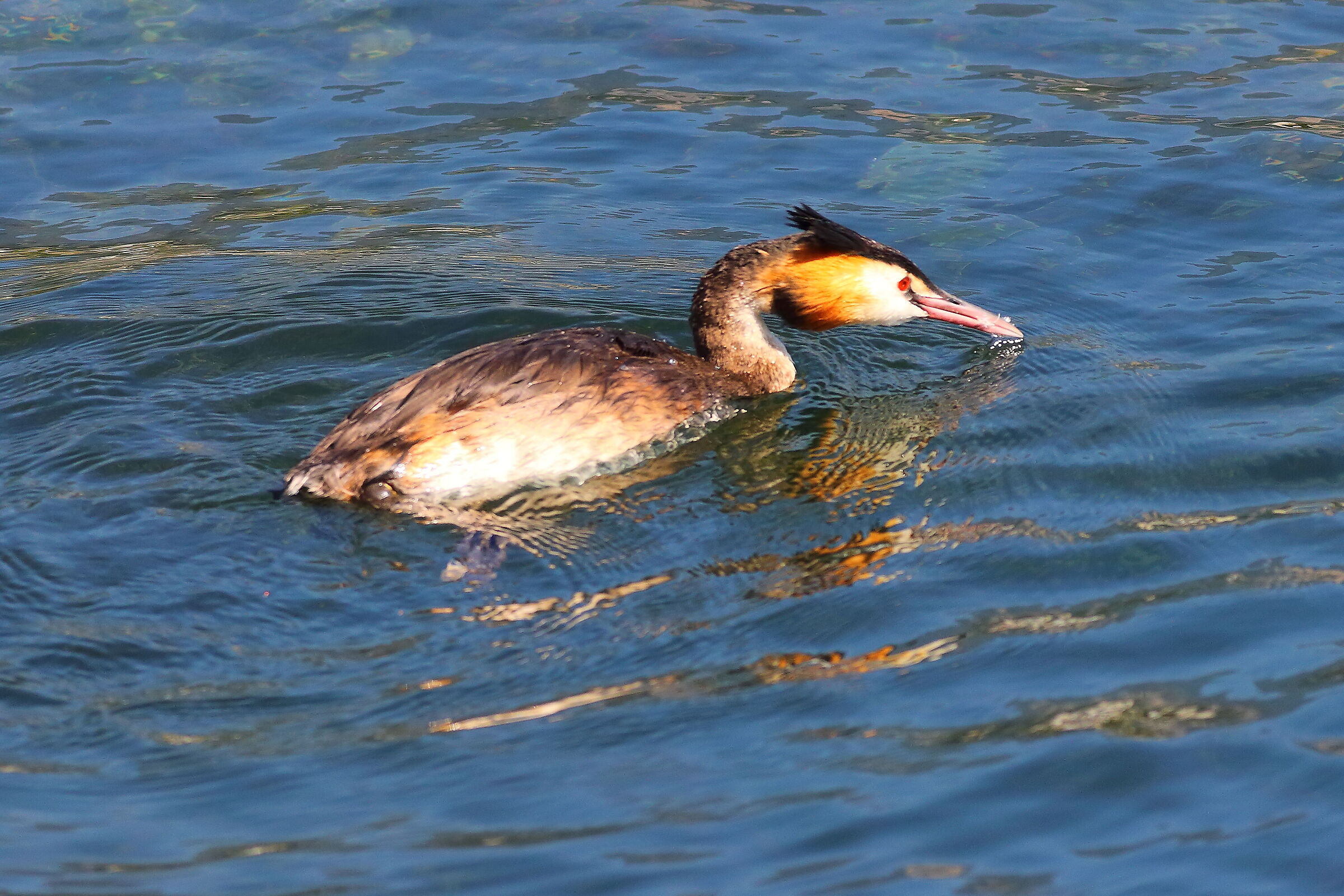 Svasso 19 settembre 2025 - 0026