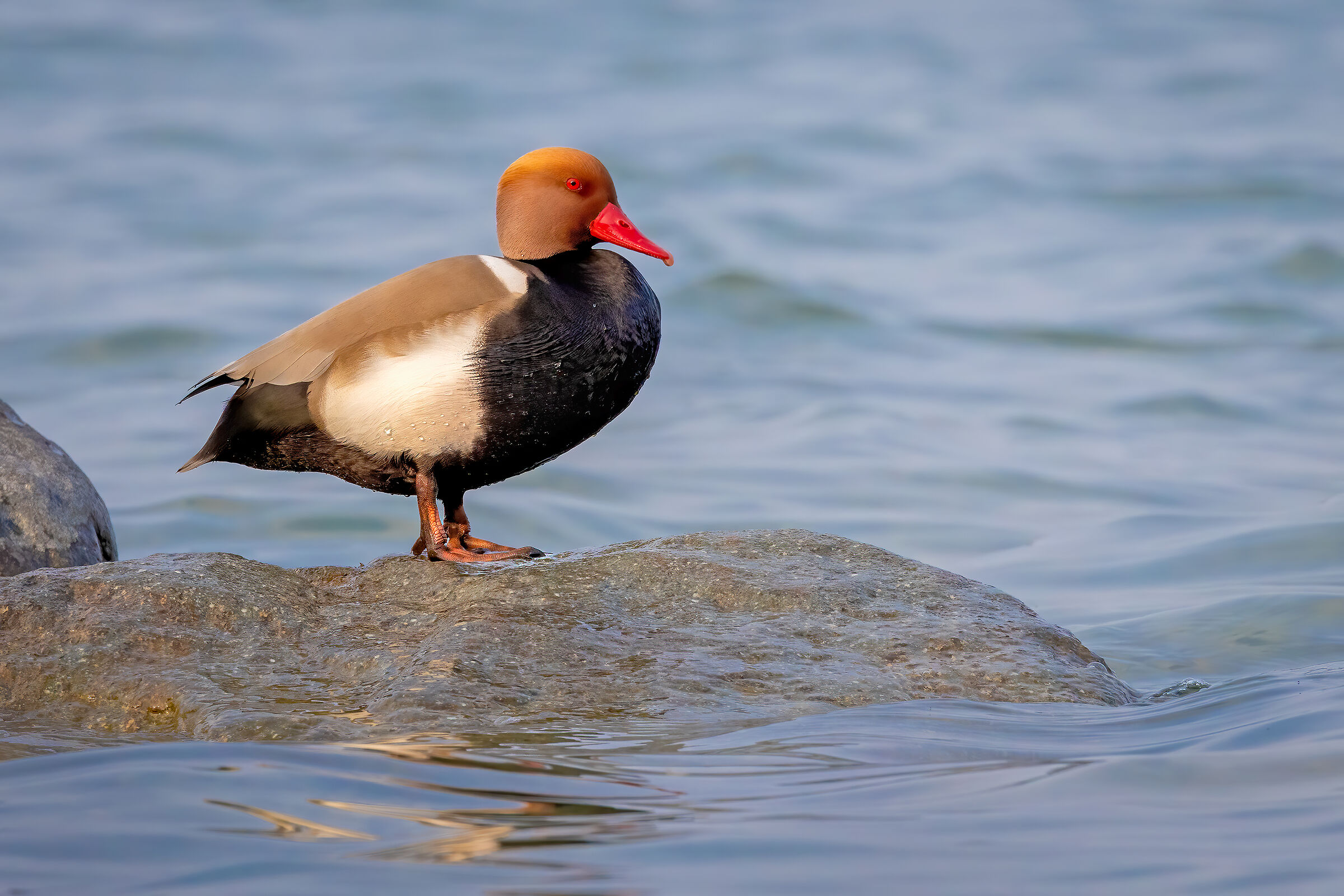 Fistione turco maschio